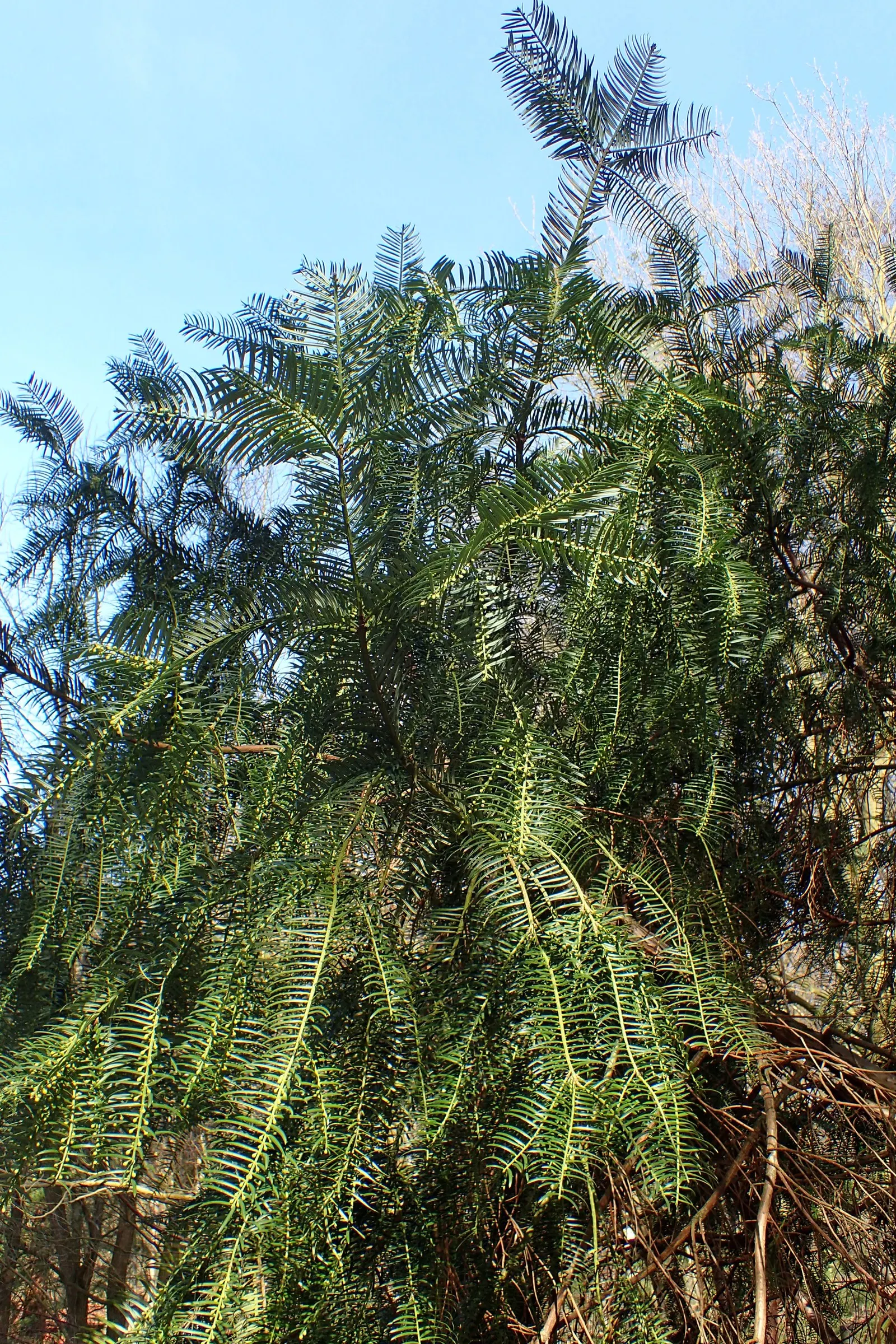Chinese Plum Yew (Cephalotaxus Fortunei) — It embodies an east-meets-west aesthetic; making it ideal for shaded foundations or woodland gardens, image 61