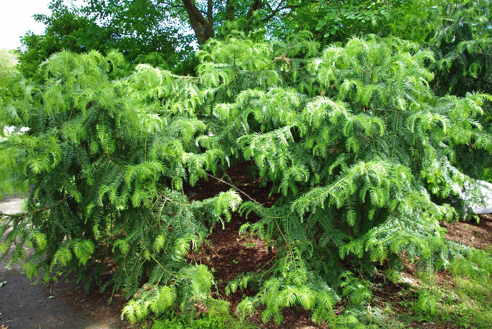 Chinese Plum Yew (Cephalotaxus Fortunei) — The Chinese Plum Yew (Cephalotaxus fortunei) is a resilient evergreen shrub, thriving in USDA zones 7-9, image 64