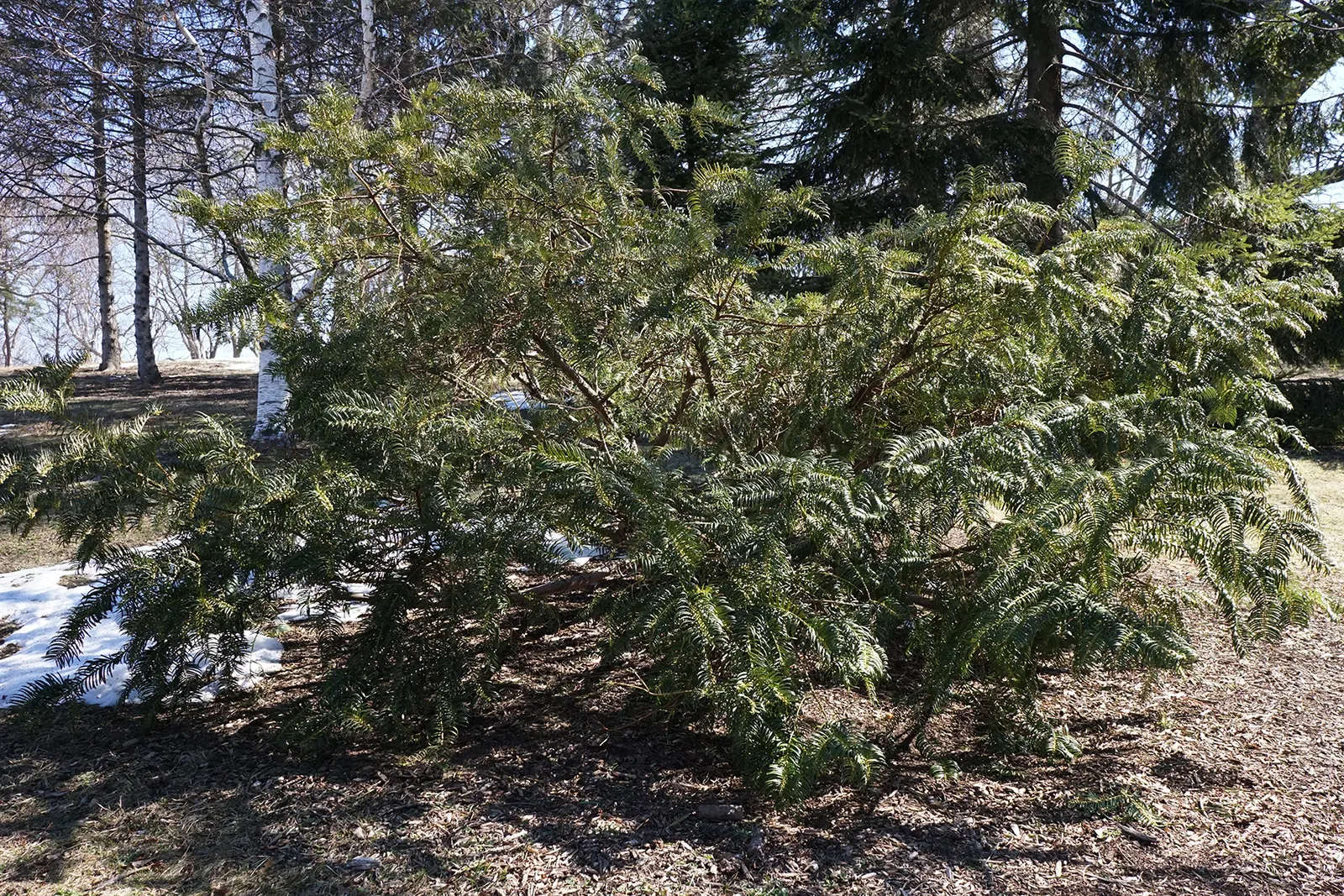 Chinese Plum Yew (Cephalotaxus Fortunei) — including dry shade and urban environments