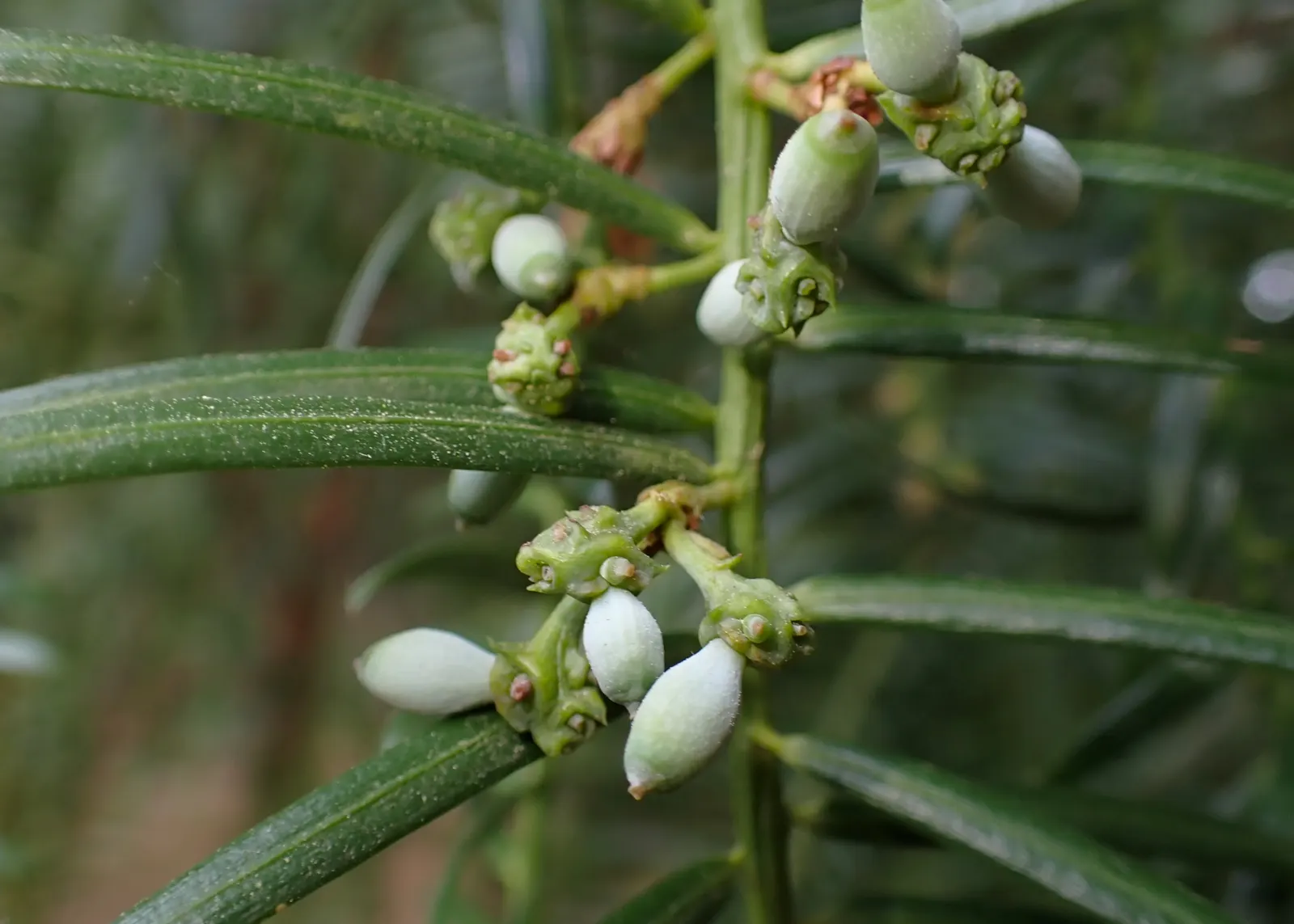 Chinese Plum Yew (Cephalotaxus Fortunei) — It's low-maintenance and drought-tolerant once established, perfect for elegant, hassle-free landscapes