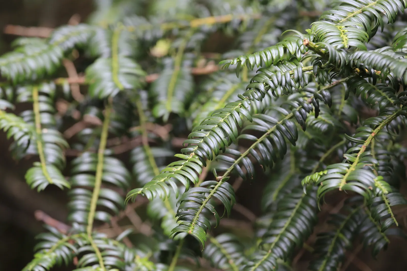 Chinese Plum Yew (Cephalotaxus Fortunei) — adding both beauty and resilience to a well-thought-out garden composition; typically reaching lengths of 2 to 4