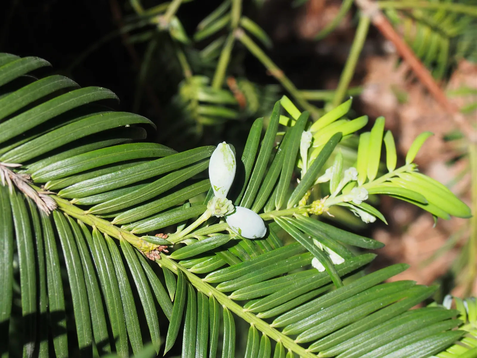 Chinese Plum Yew (Cephalotaxus Fortunei) — typically reaching lengths of 2 to 4 inches, image 53