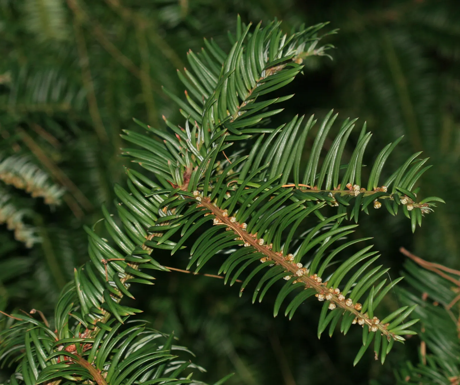 Chinese Plum Yew (Cephalotaxus Fortunei) — It's low-maintenance and drought-tolerant once established, perfect for elegant, hassle-free landscapes, image 47
