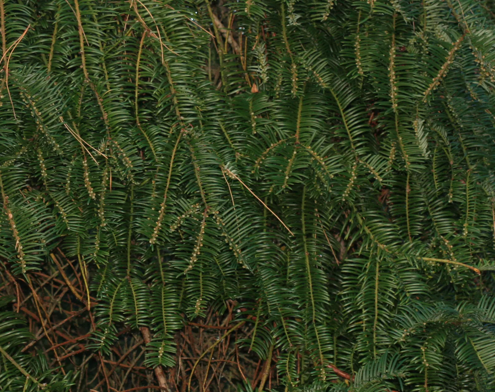 Chinese Plum Yew (Cephalotaxus Fortunei) — It grows to 5-10 feet tall with a spread of 4-6 feet, preferring partial to full shade; typically, image 44