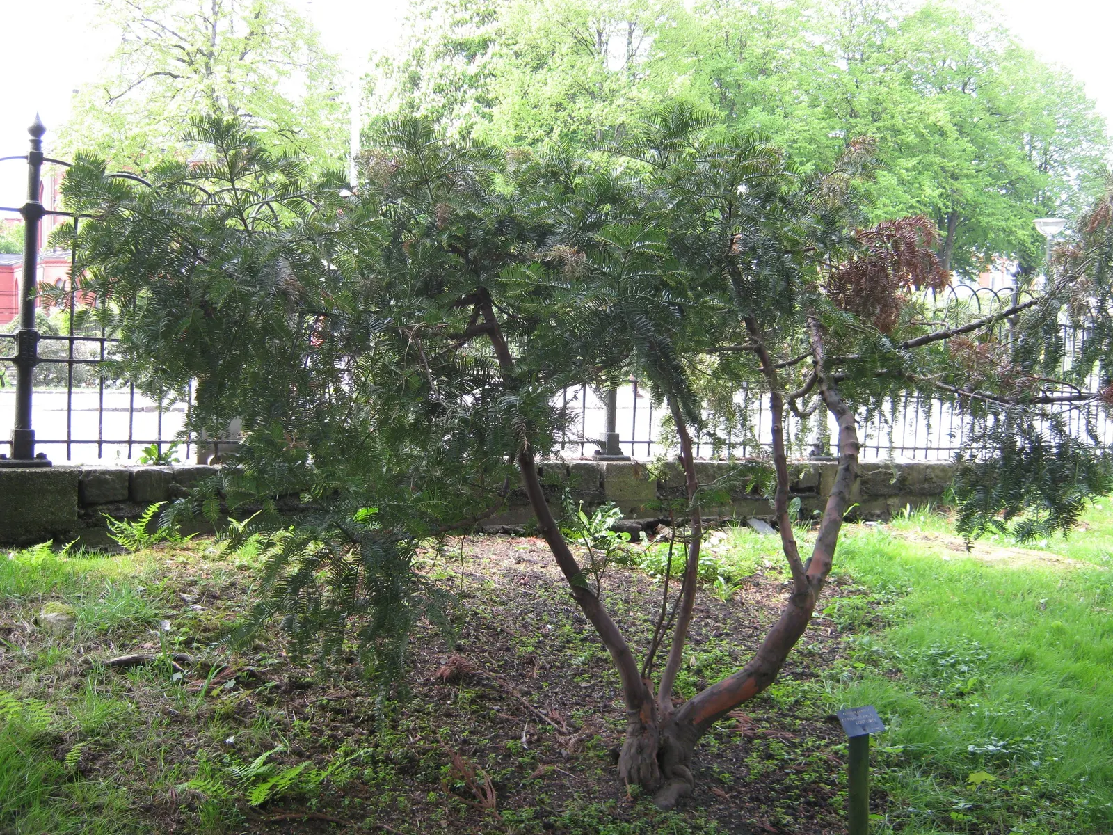 Chinese Plum Yew (Cephalotaxus Fortunei) — making it ideal for use as an understory plant; making it ideal for shaded foundations or woodland, image 55