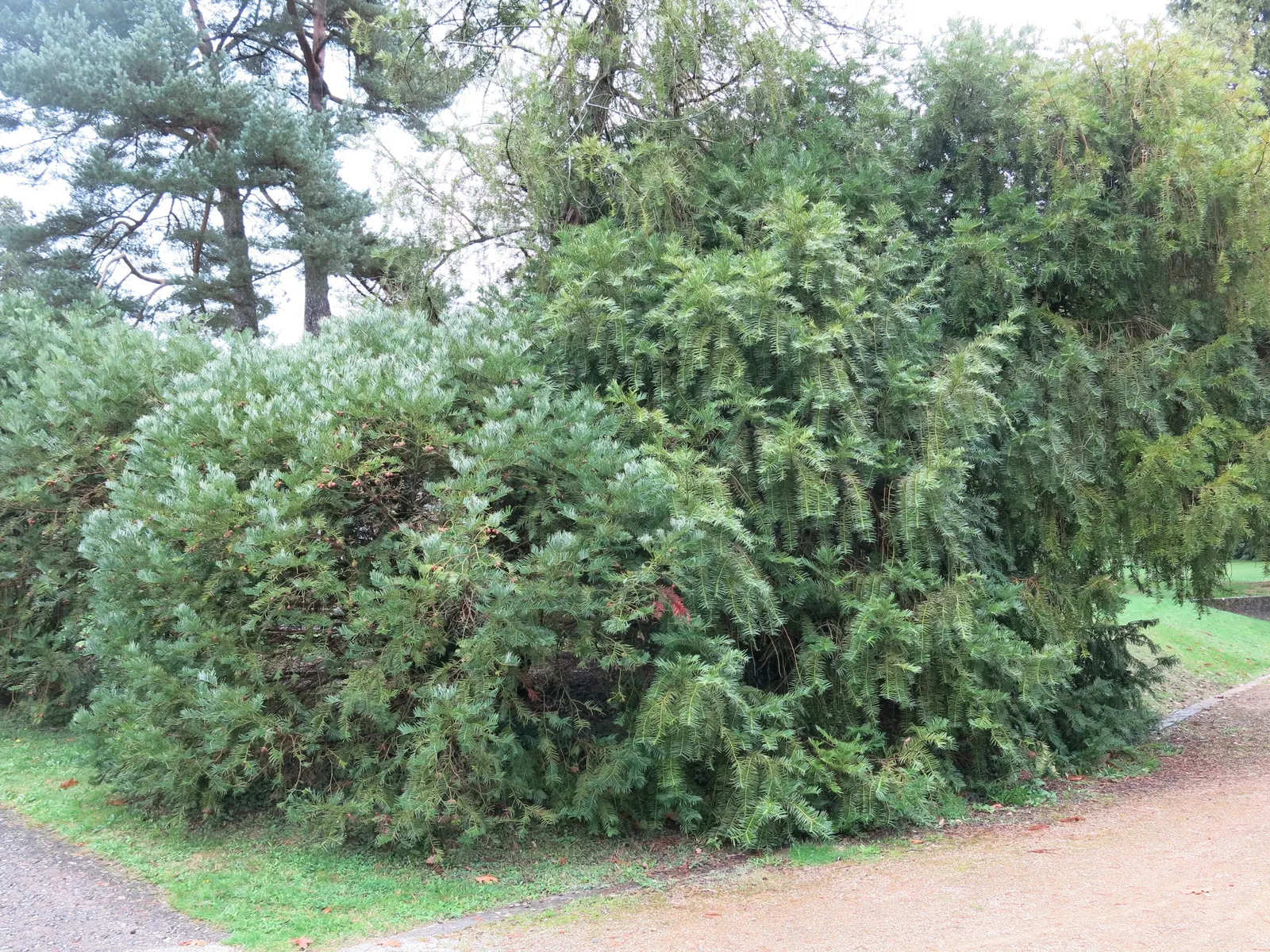 Chinese Plum Yew (Cephalotaxus Fortunei) — including dry shade and urban environments; making it ideal for shaded foundations or woodland gardens, image 49