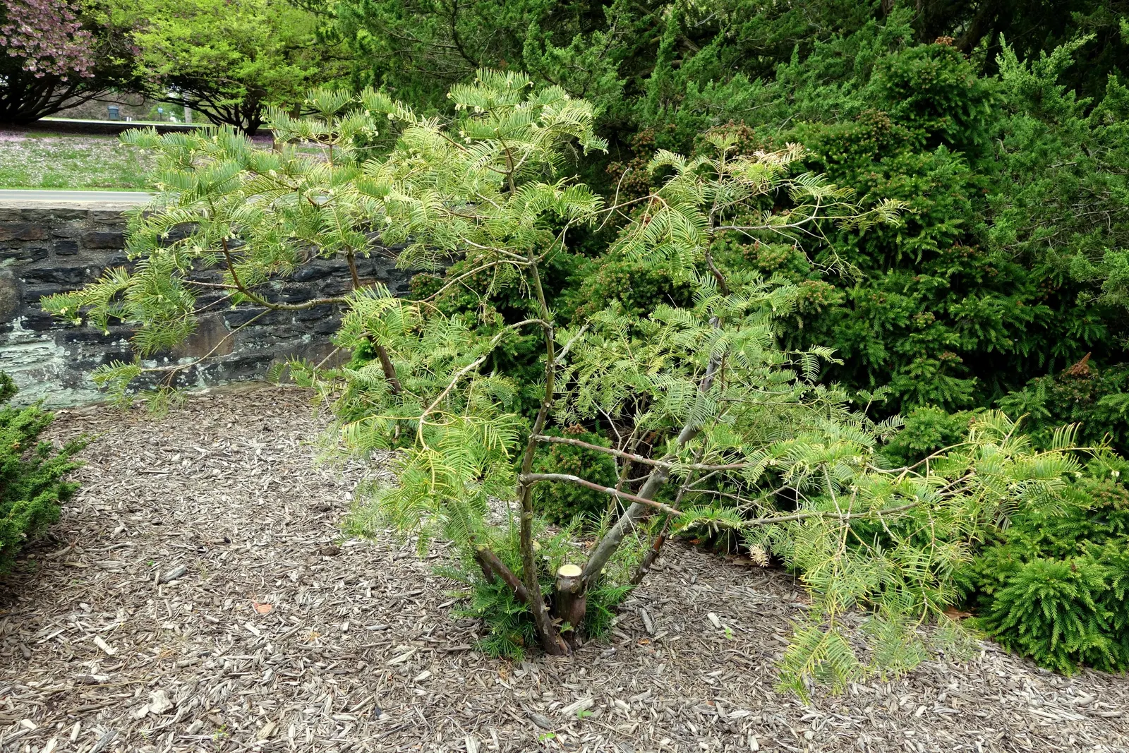 Chinese Plum Yew (Cephalotaxus Fortunei) — making it ideal for use as an understory plant; making it ideal for shaded foundations or woodland gardens
