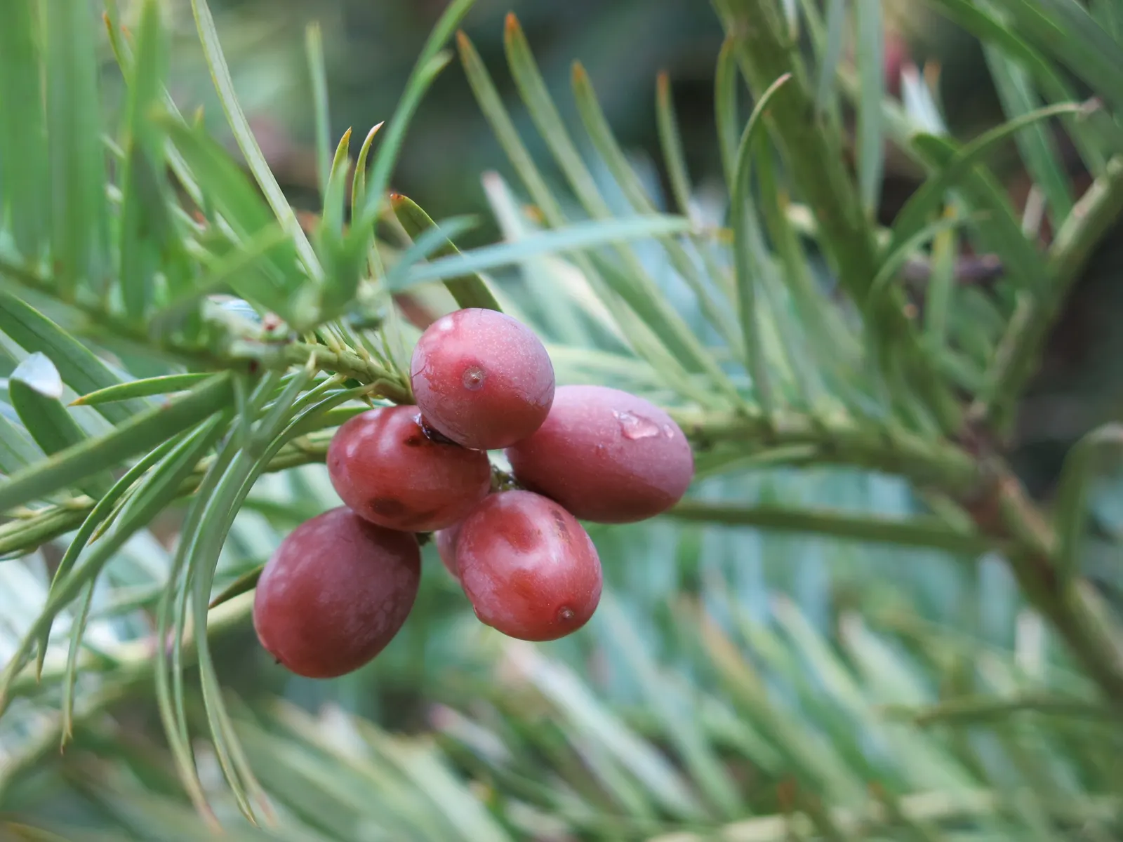 Chinese Plum Yew (Cephalotaxus Fortunei) — making it ideal for shaded foundations or woodland gardens, image 25