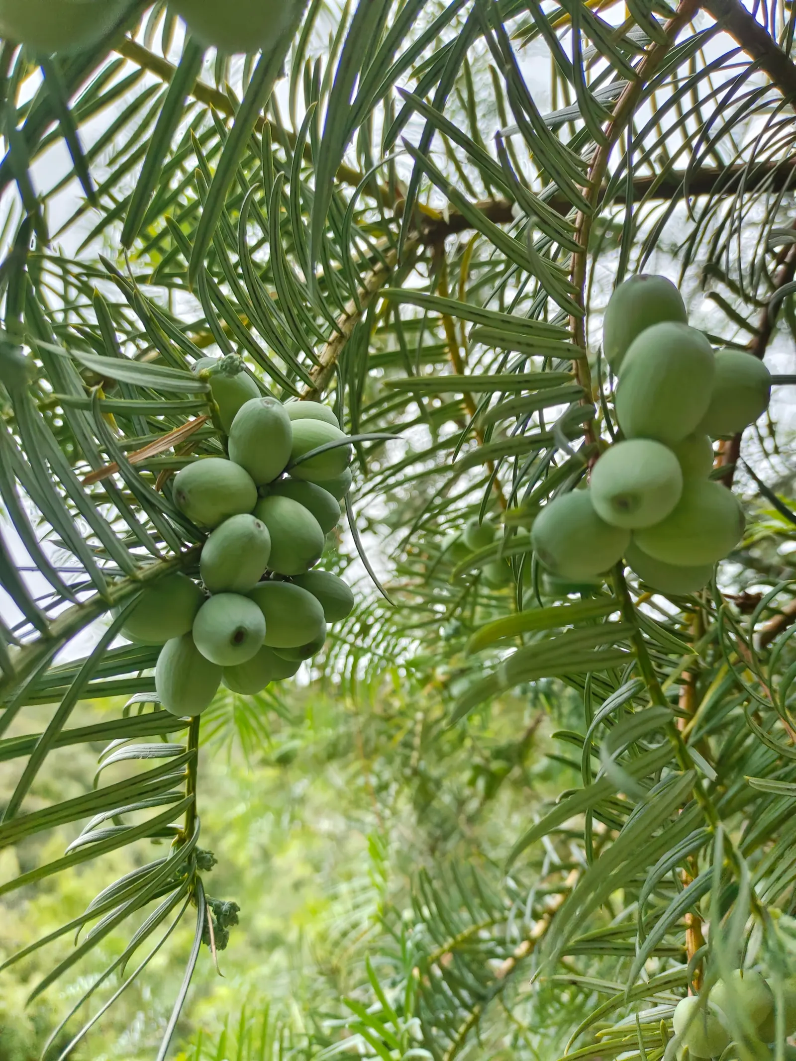Chinese Plum Yew (Cephalotaxus Fortunei) — needle-like foliage offers year-round interest; or as a sophisticated accent in formal garden layouts