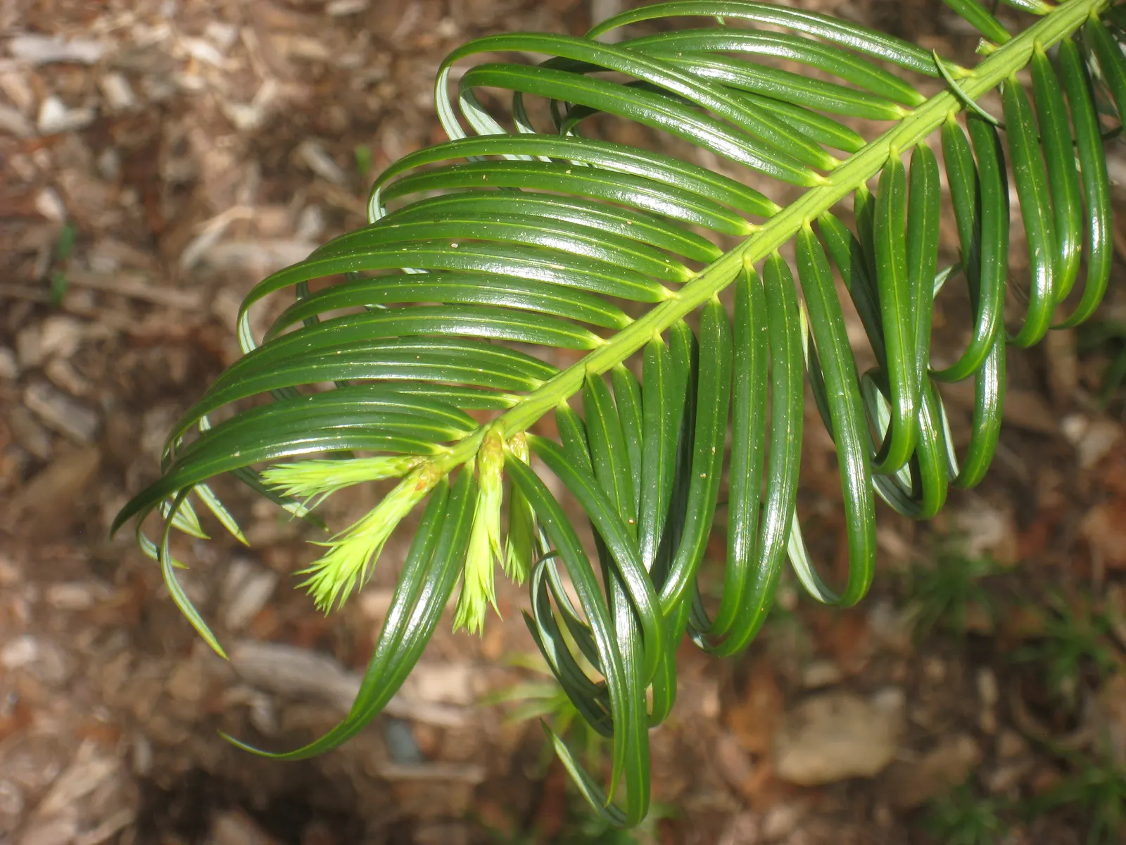 Chinese Plum Yew (Cephalotaxus Fortunei) — the Chinese Plum Yew offers a graceful