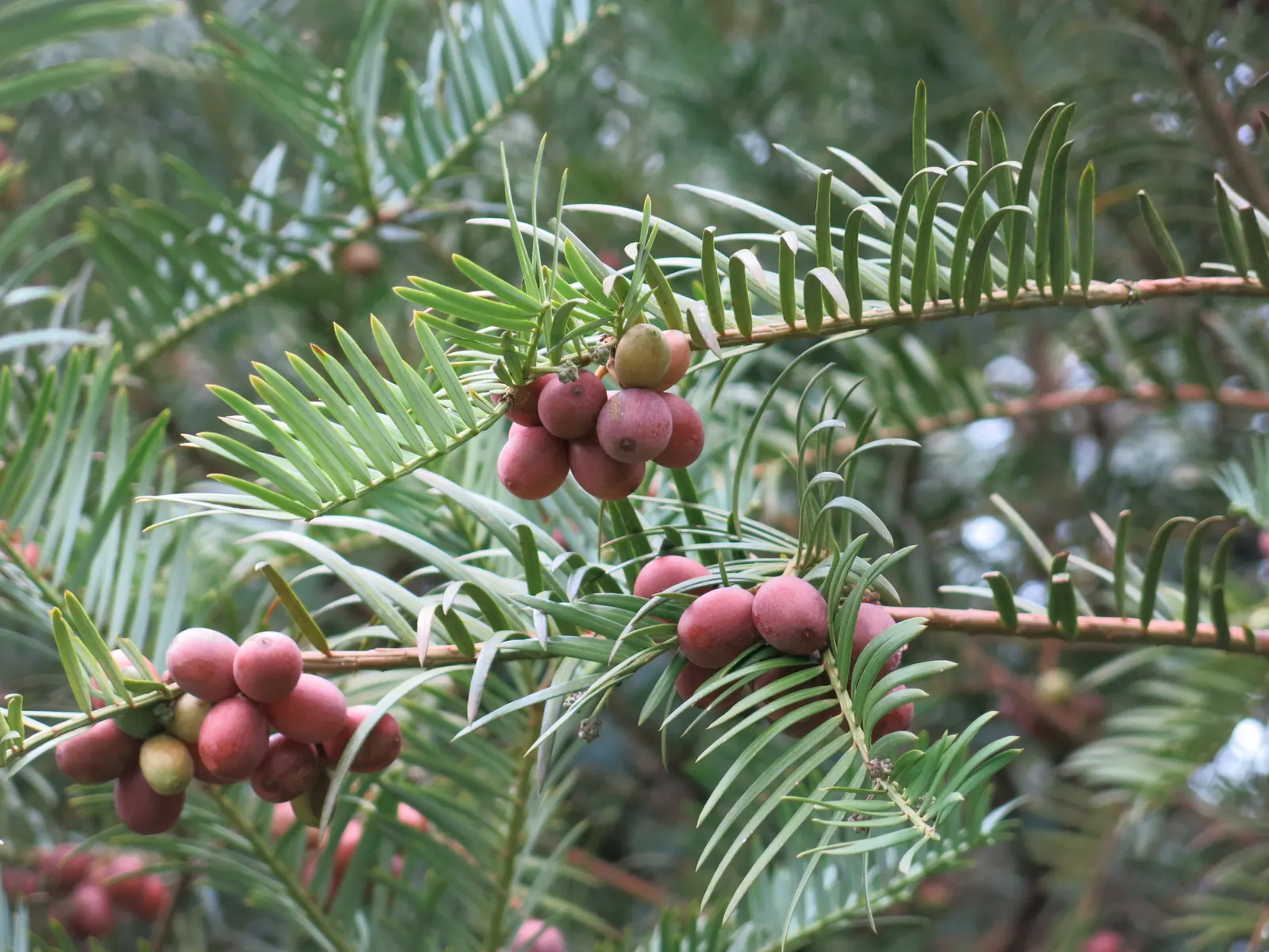 Chinese Plum Yew (Cephalotaxus Fortunei) — needle-like leaves are arranged in a dense; making it ideal for shaded foundations or woodland gardens