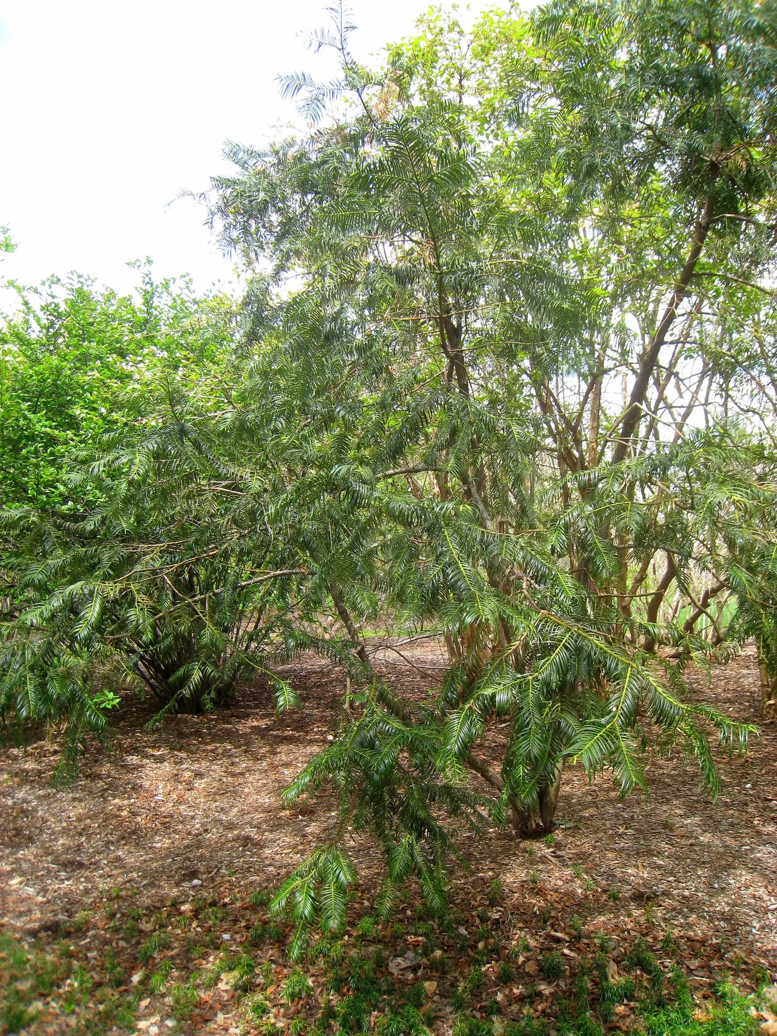 Chinese Plum Yew (Cephalotaxus Fortunei) — It embodies an east-meets-west aesthetic