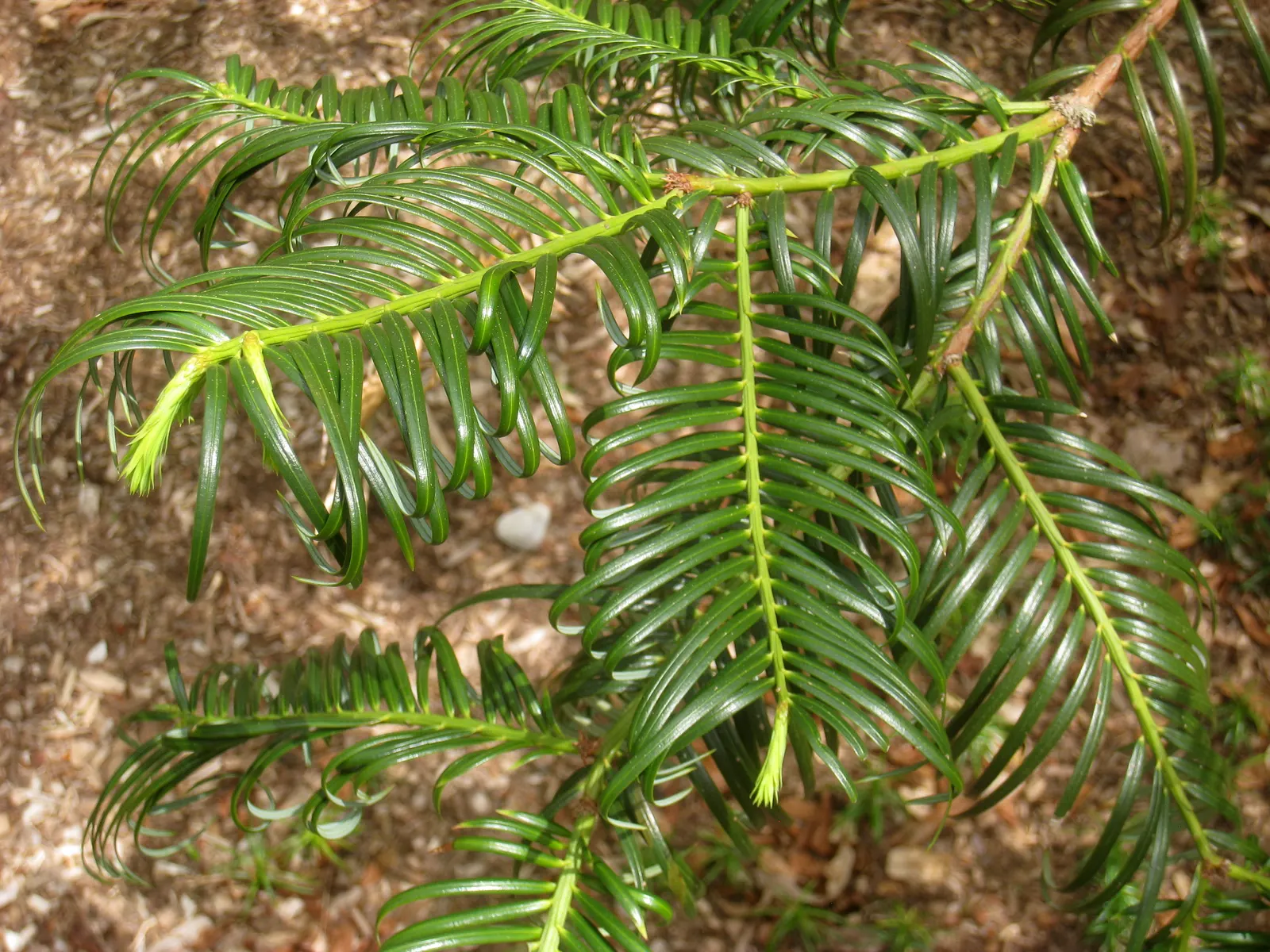 Chinese Plum Yew (Cephalotaxus Fortunei) — typically reaching lengths of 2 to 4 inches