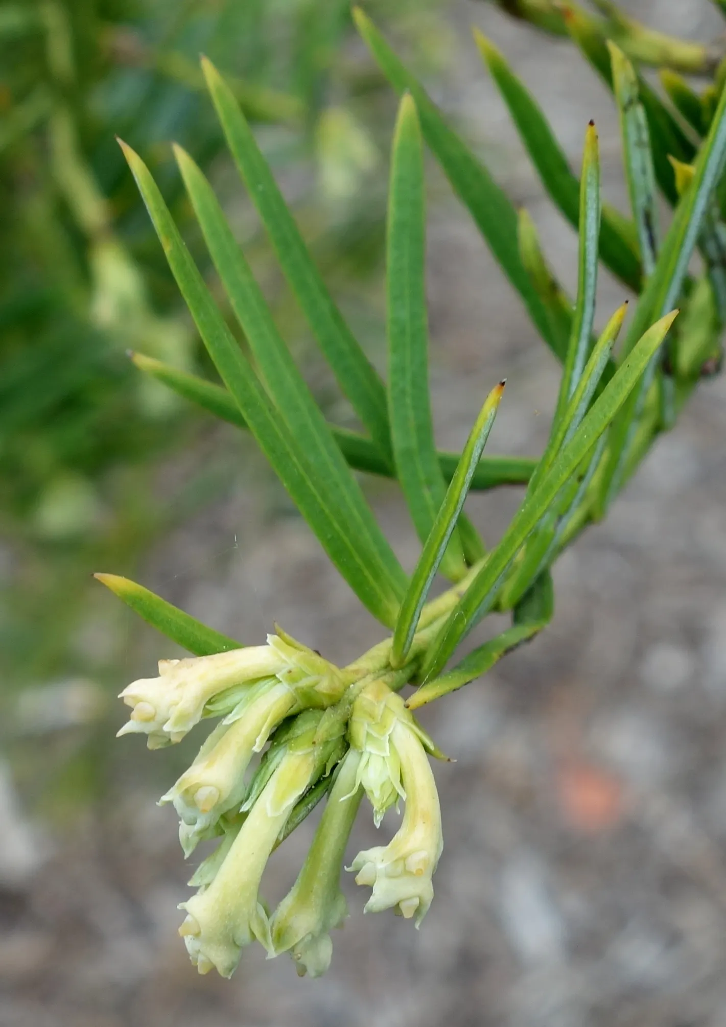 Chinese Plum Yew (Cephalotaxus Fortunei) — The Chinese Plum Yew has a moderate growth rate and is easily maintained with minimal pruning