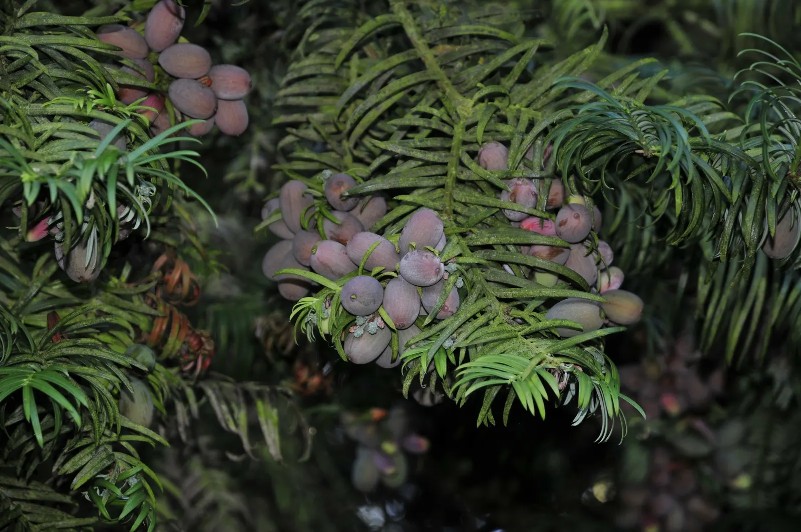 Chinese Plum Yew (Cephalotaxus Fortunei) — The Chinese Plum Yew (Cephalotaxus fortunei) is a resilient evergreen shrub, thriving in USDA zones 7-9, image 43