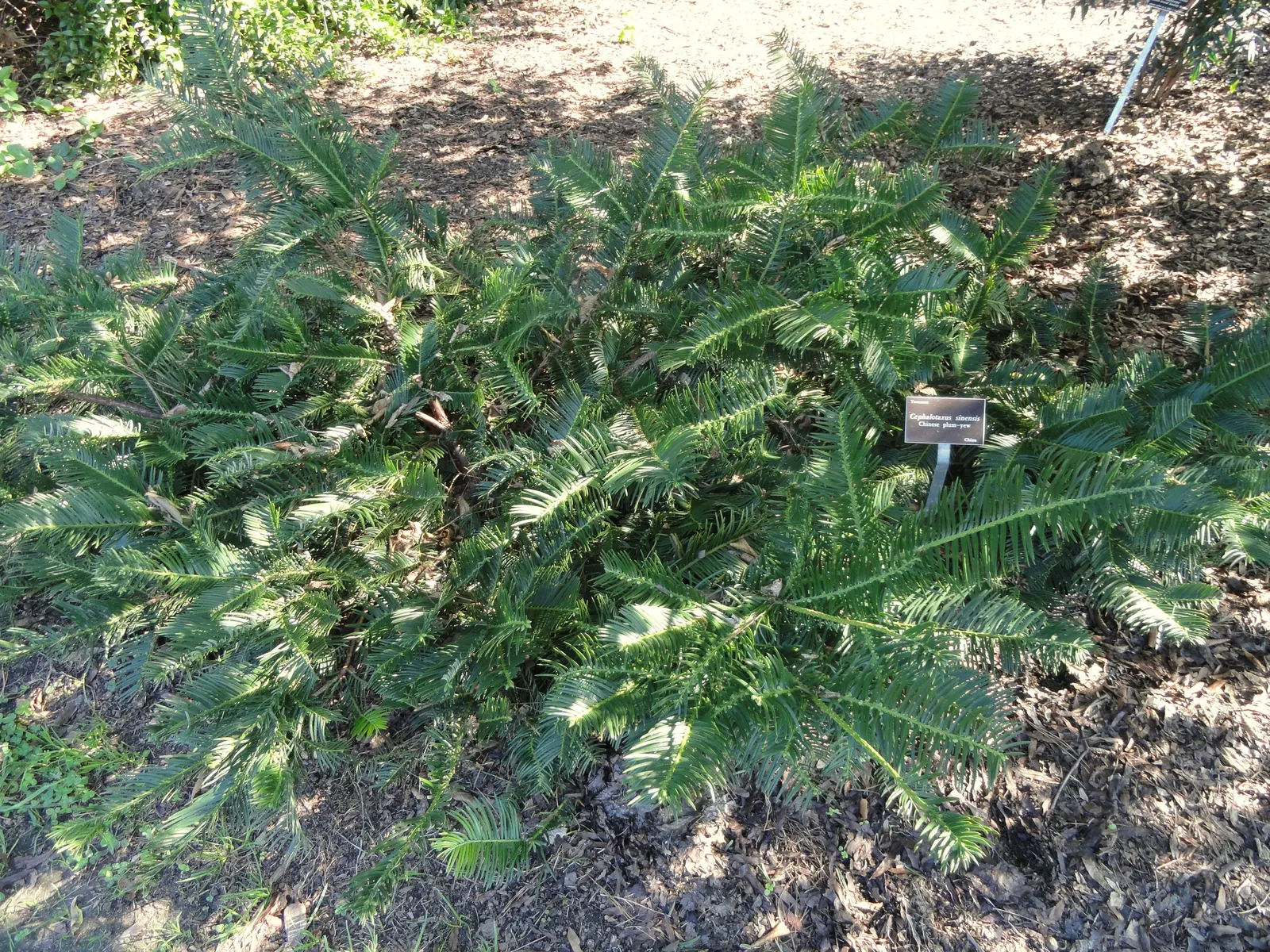 Chinese Plum Yew (Cephalotaxus Fortunei) — Reaching heights of up to 10 to 15 feet with a spread of 6 to 8 feet