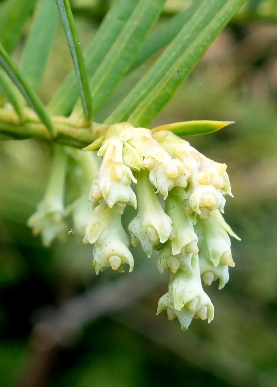 Chinese Plum Yew (Cephalotaxus Fortunei) — It's low-maintenance and drought-tolerant once established, perfect for elegant, hassle-free landscapes; typically