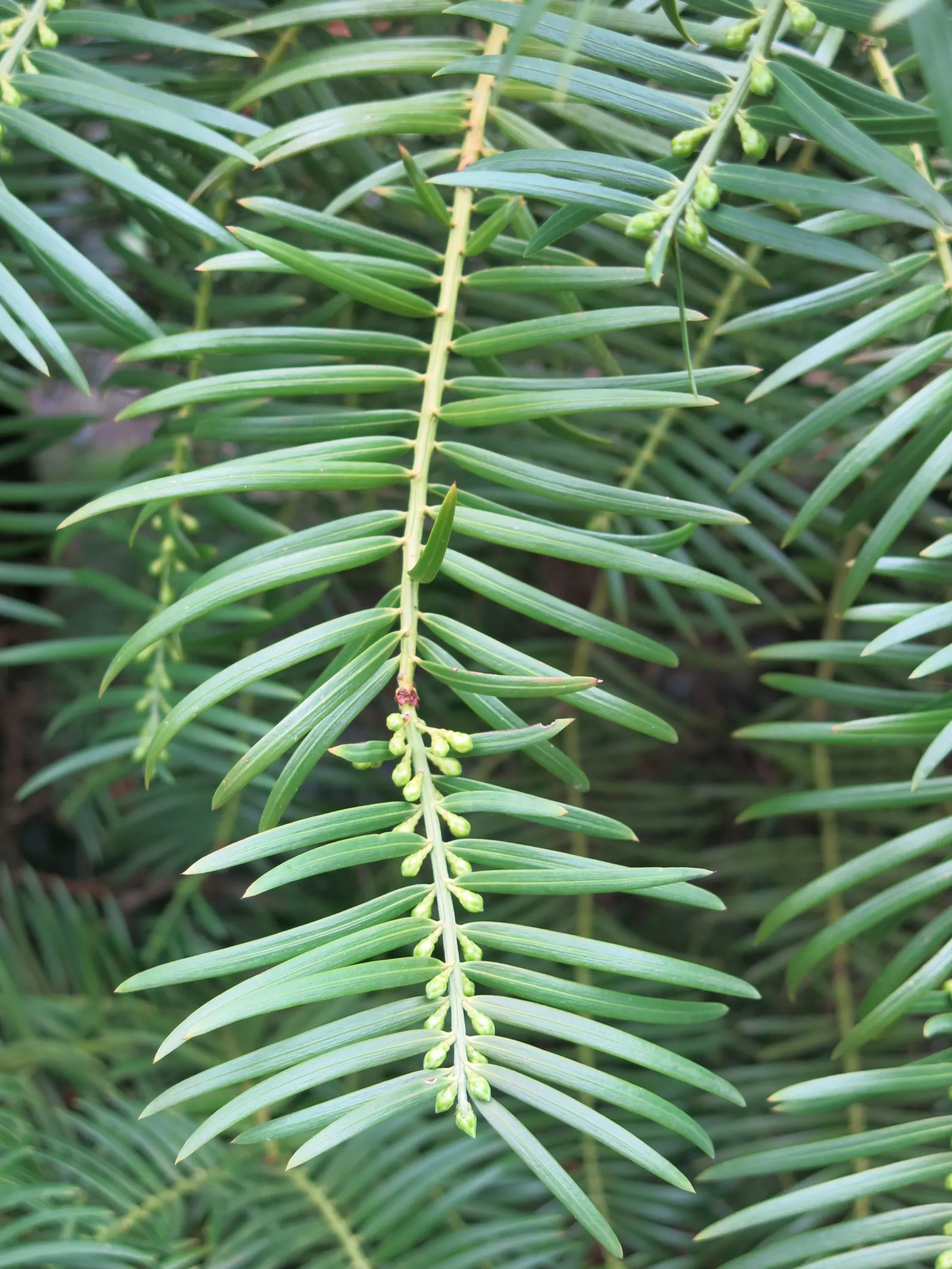 Chinese Plum Yew (Cephalotaxus Fortunei) — Reaching heights of up to 10 to 15 feet with a spread of 6 to 8 feet; typically reaching lengths of 2 to 4 inches