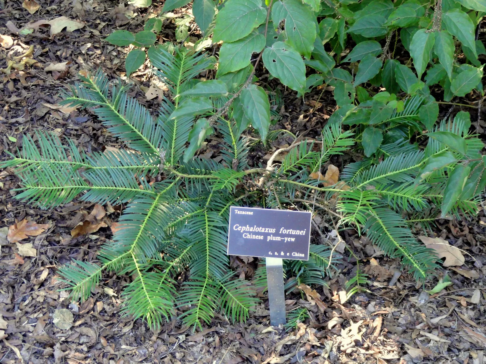 Chinese Plum Yew (Cephalotaxus Fortunei) — needle-like foliage offers year-round interest
