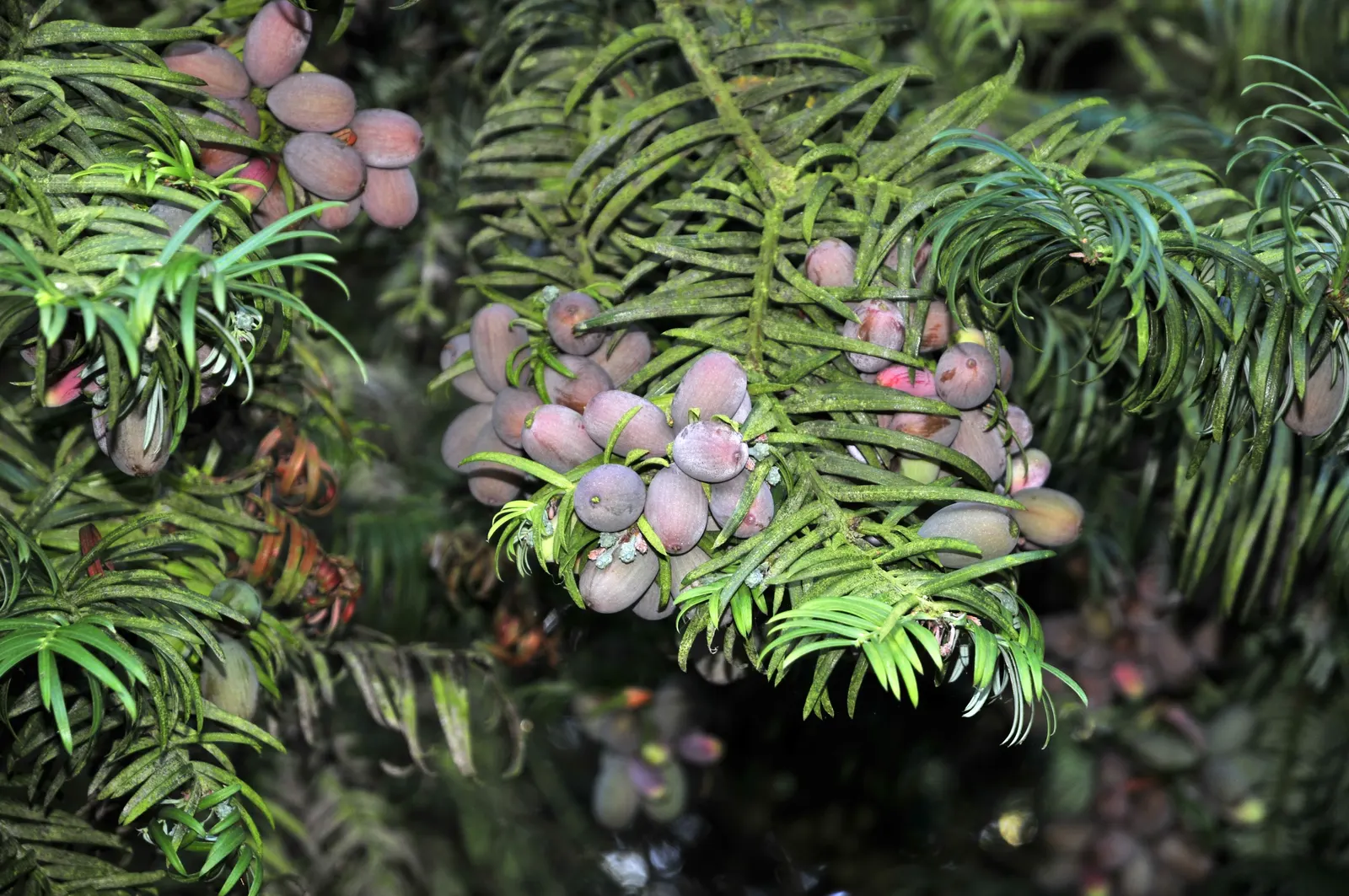 Chinese Plum Yew (Cephalotaxus Fortunei) — is an evergreen conifer known for its refined texture and elegant; or as a sophisticated accent in, image 48