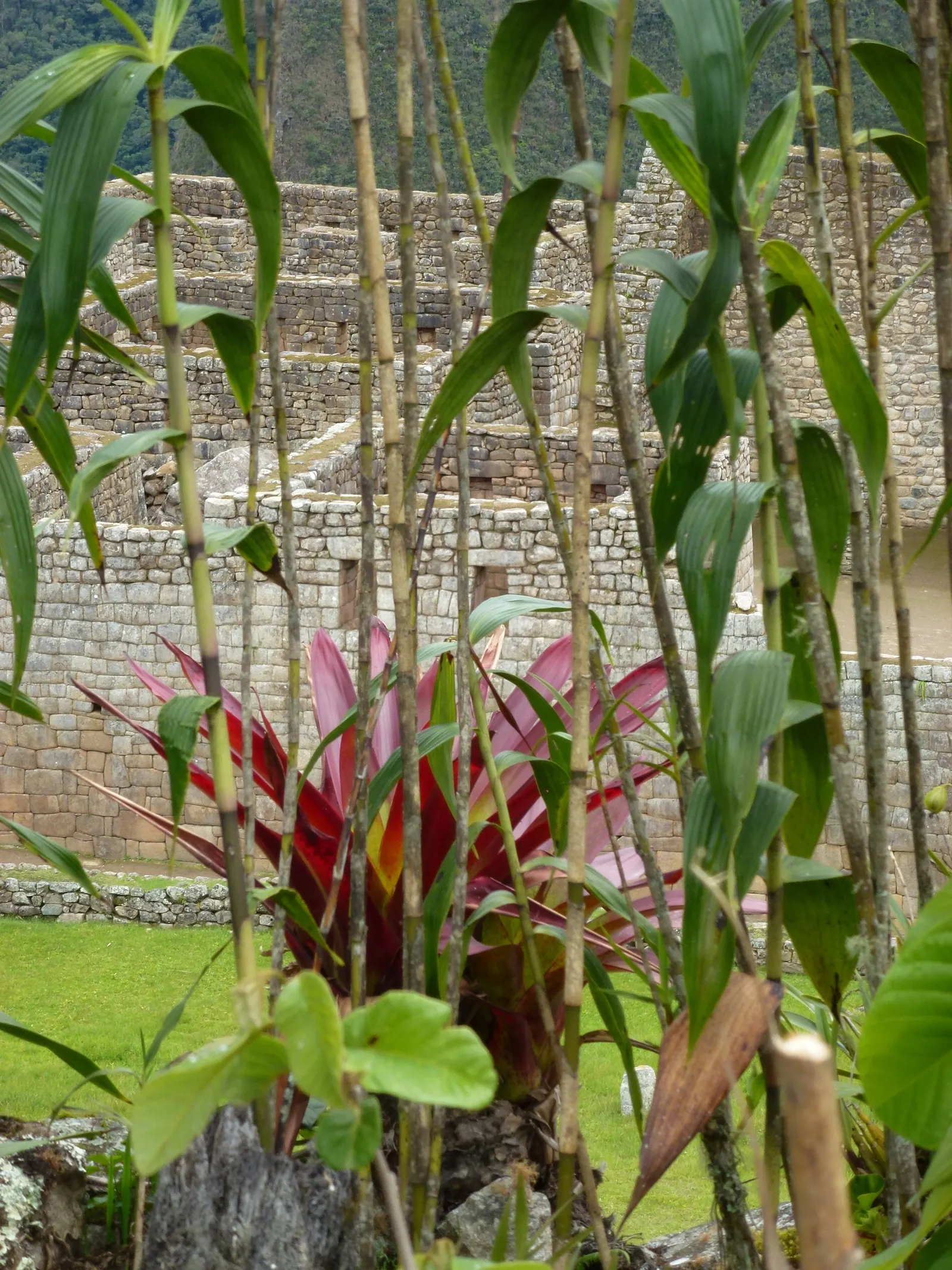 Soledad Purple Ti Plant (Cordyline 'Soledad') — The Cordyline 'Soledad,' commonly known as the Soledad Purple Ti Plant