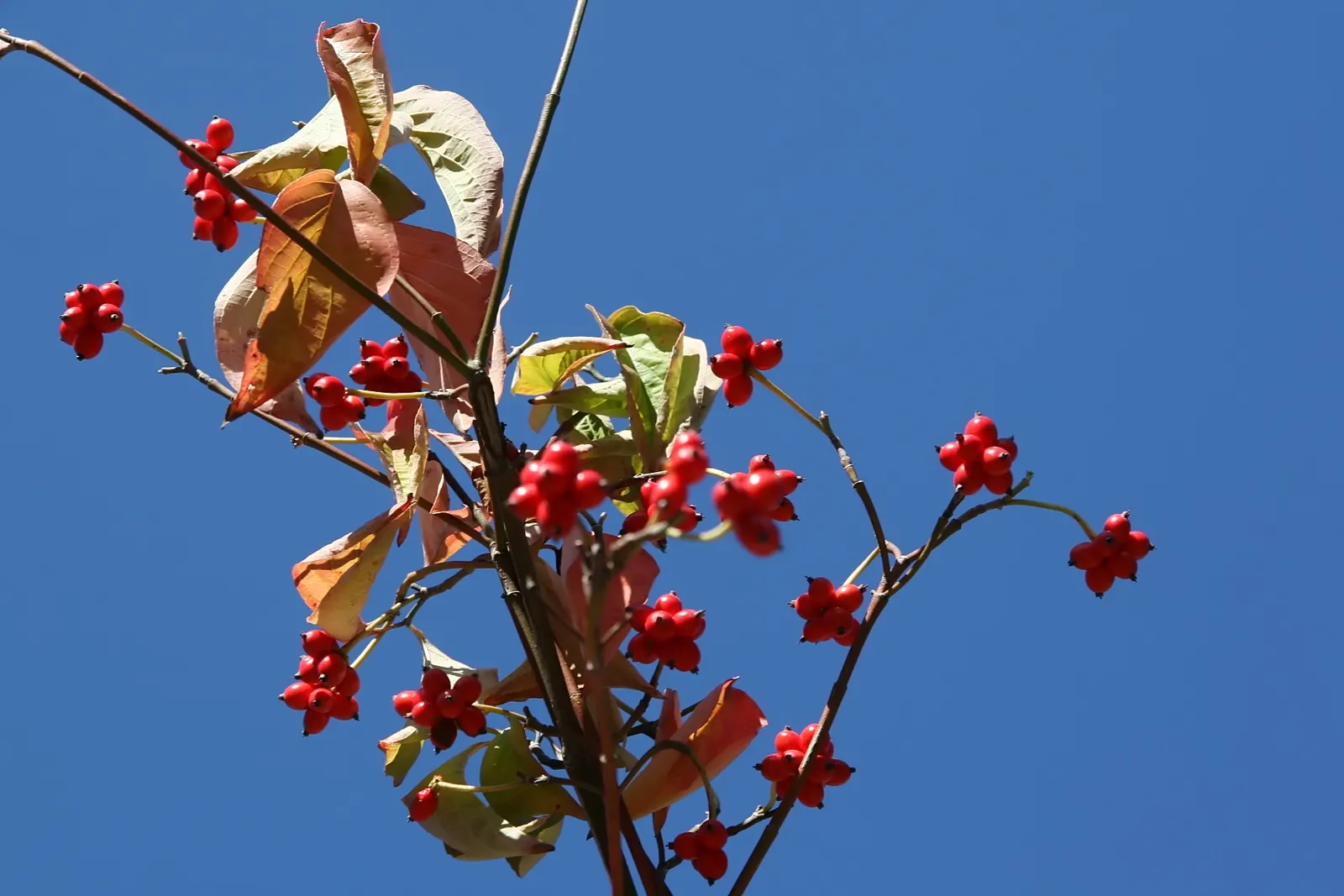 Cherokee Queen Dogwood (Cornus Florida 'Cherokee Queen') — is a captivating flowering deciduous tree renowned for its abundant and showy