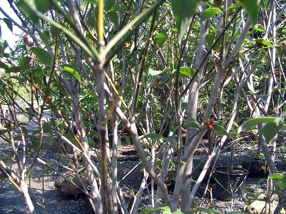 Cherokee Queen Dogwood (Cornus Florida 'Cherokee Queen') — This cultivar reaches up to 30 feet in height with a spread of 20 to 35 feet