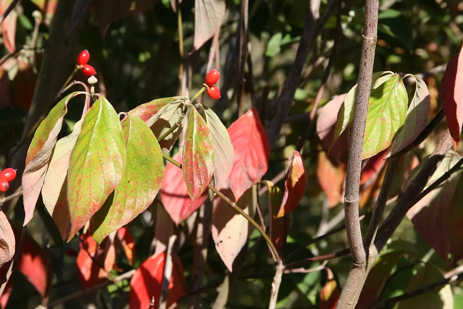 Cherokee Queen Dogwood (Cornus Florida 'Cherokee Queen') — white bracts that bloom in spring