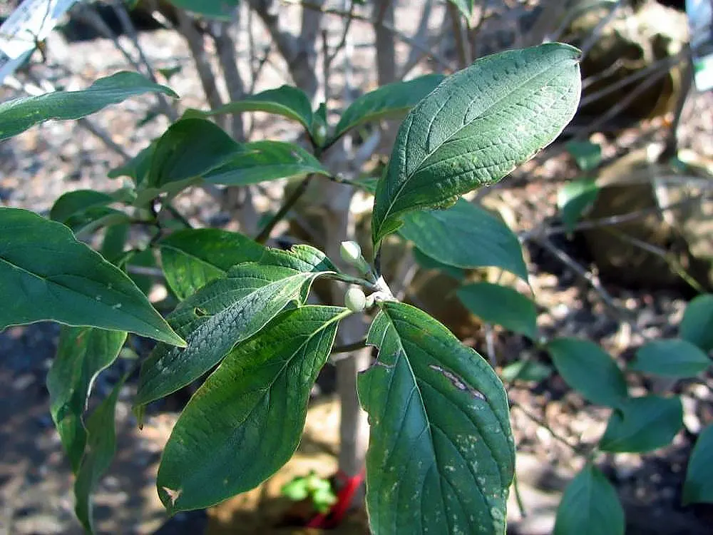 Cherokee Queen Dogwood (Cornus Florida 'Cherokee Queen') — This dogwood offers year-round interest with red fall foliage and glossy red berries