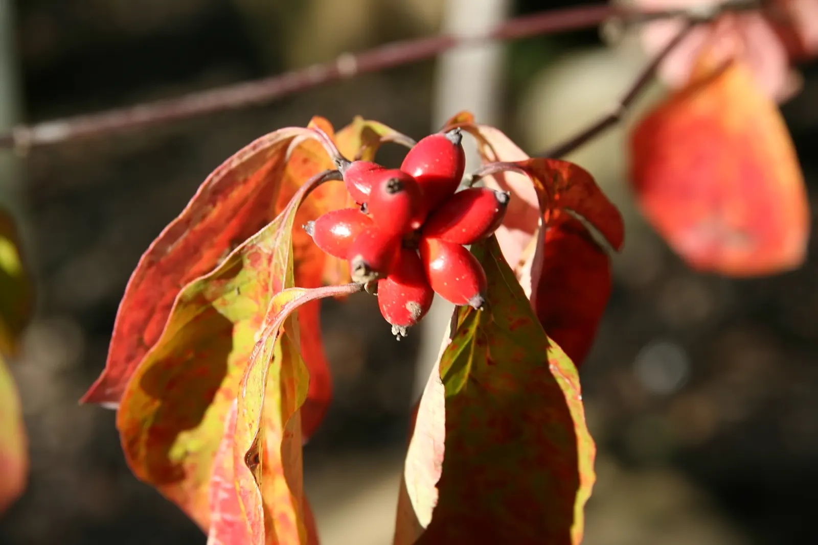 Cherokee Queen Dogwood (Cornus Florida 'Cherokee Queen') — The Cornus florida 'Cherokee Princess,' commonly known as the Cherokee Queen Dogwood
