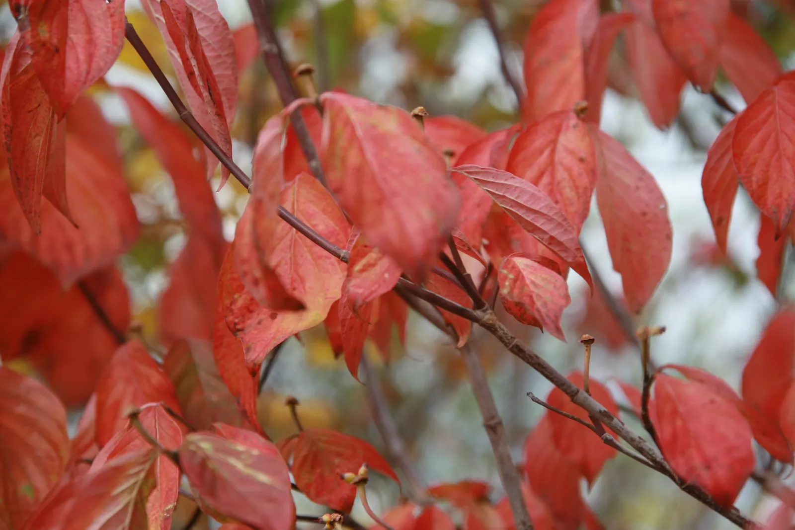 Cherokee Queen Dogwood (Cornus Florida 'Cherokee Queen') — It thrives in USDA zones 5 through 9, prefers partial shade, and well-drained acidic soil