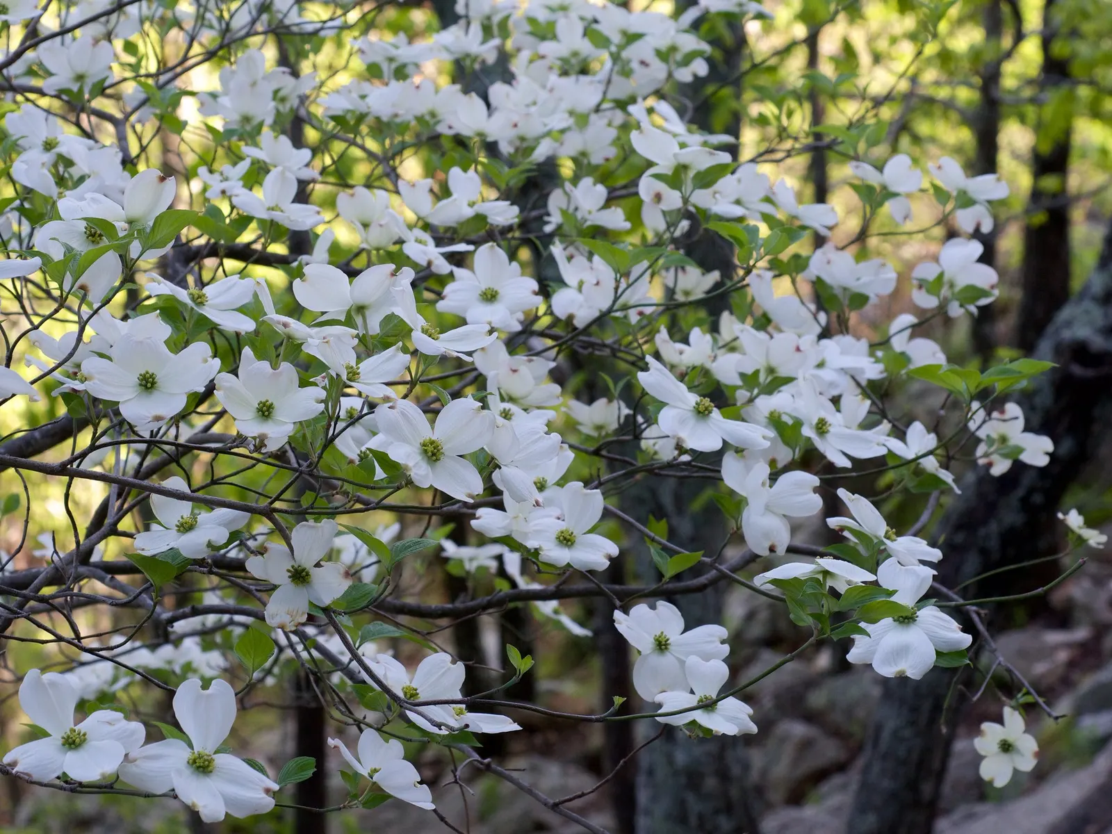 Cherokee Queen Dogwood (Cornus Florida 'Cherokee Queen') — It boasts a tolerance for partial shade but flourishes in full sun to partial shade conditions