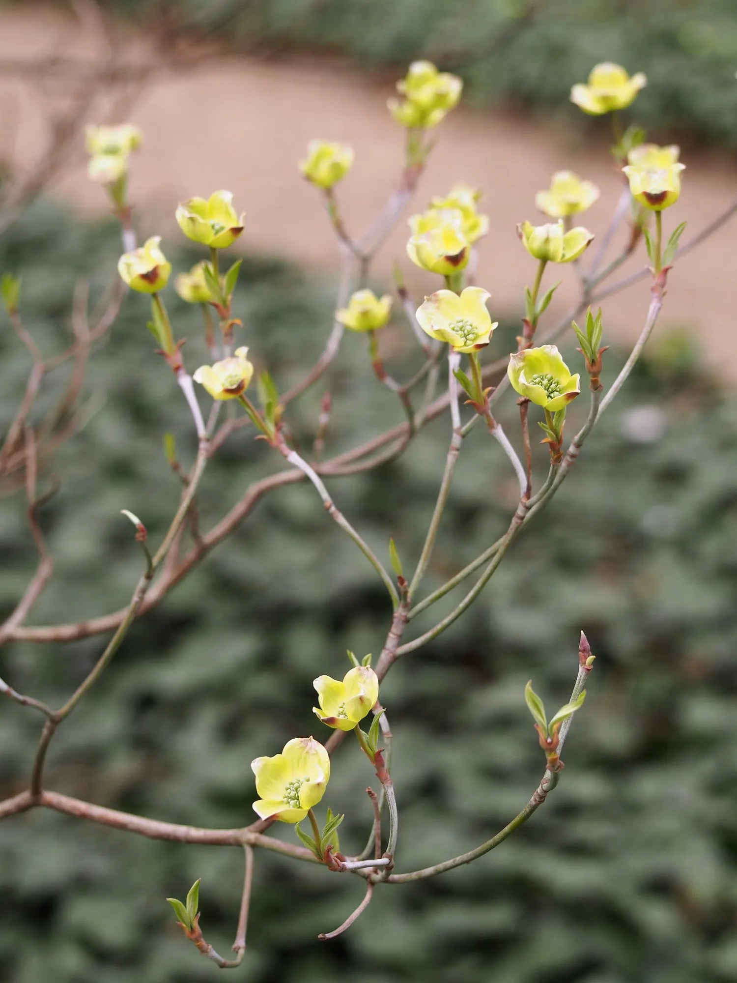 Cherokee Queen Dogwood (Cornus Florida 'Cherokee Queen') — The Cherokee Queen Dogwood (Cornus florida 'Cherokee Princess') is a stunning ornamental tree; it