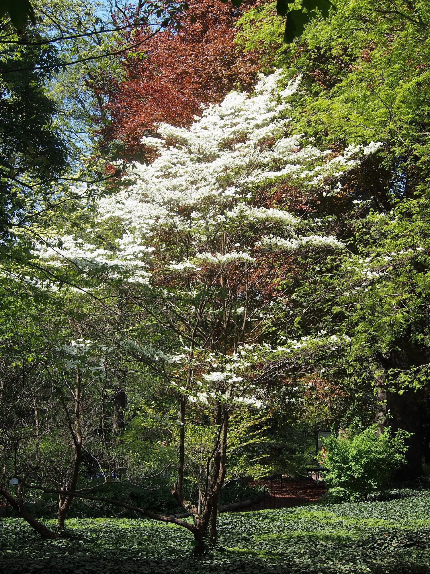 Cherokee Queen Dogwood (Cornus Florida 'Cherokee Queen') — tree for half or shade