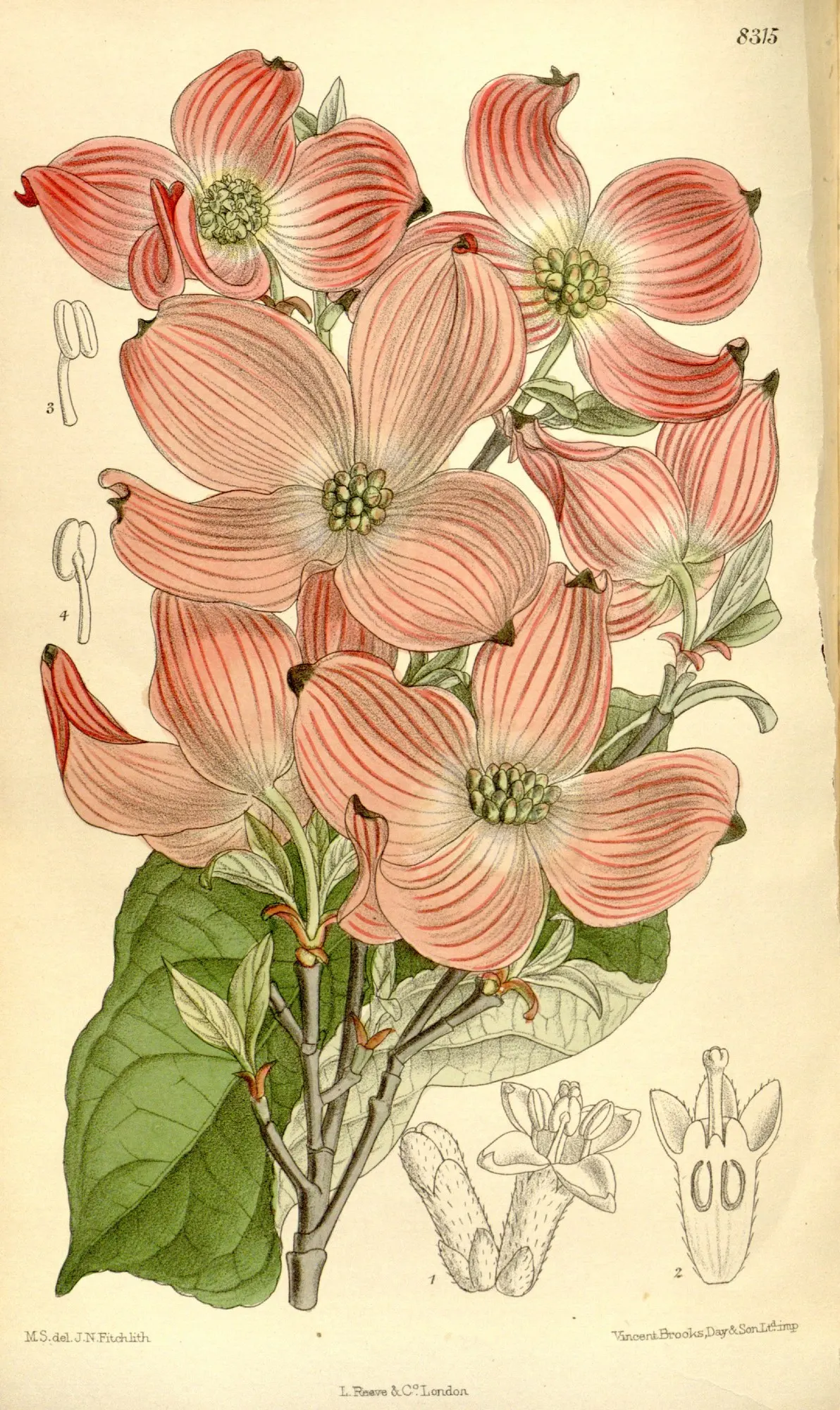 Cherokee Queen Dogwood (Cornus Florida 'Cherokee Queen') — red flowers in the garden