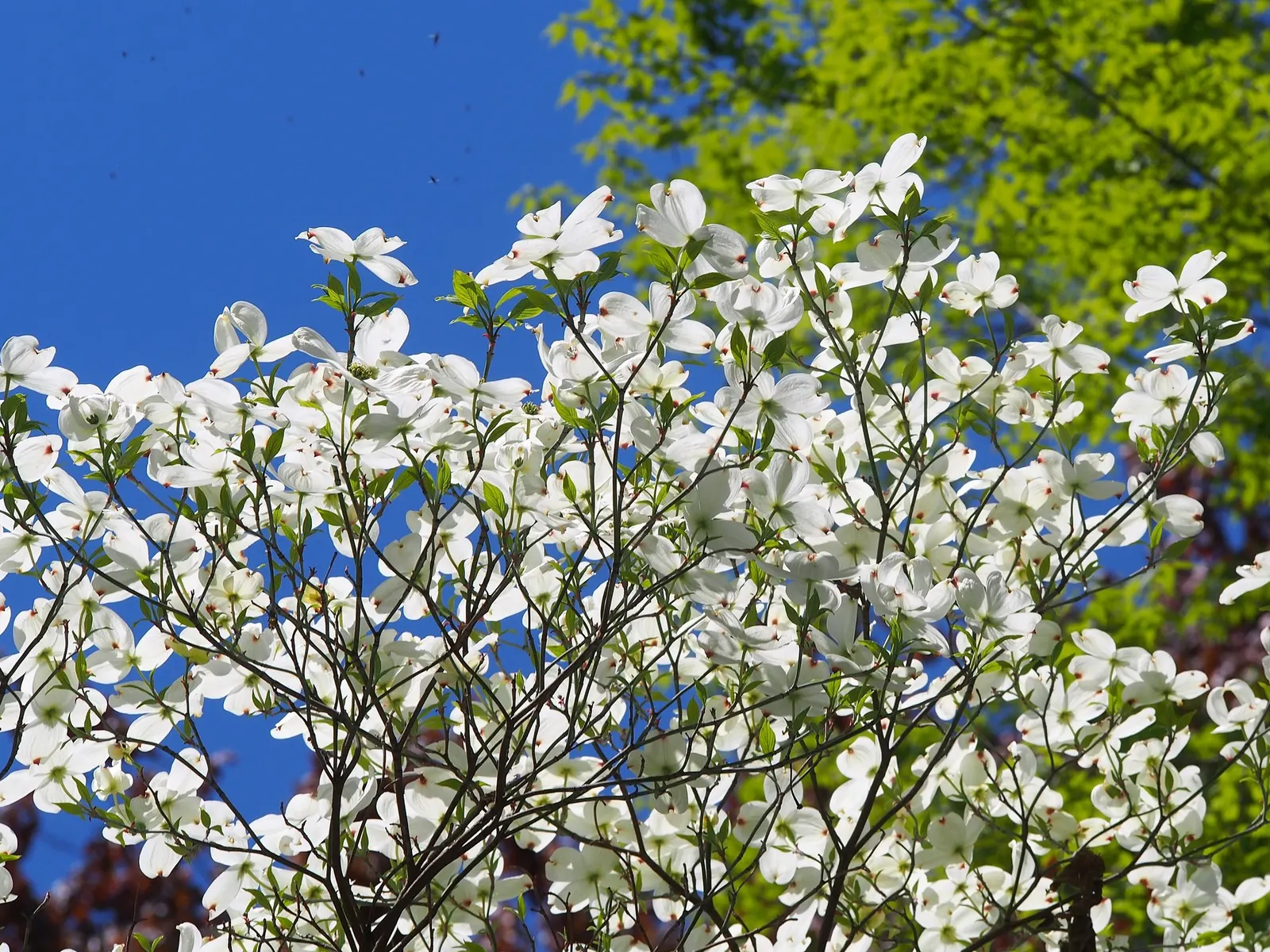 Cherokee Queen Dogwood (Cornus Florida 'Cherokee Queen') — following up with dark green leaves that transition to a striking red-purple in fall