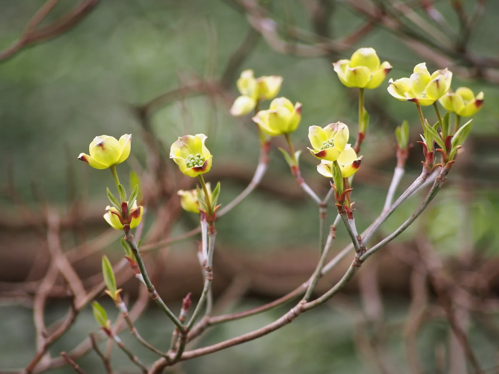 Cherokee Queen Dogwood (Cornus Florida 'Cherokee Queen') — where it receives at least 4-6 hours of direct sunlight daily