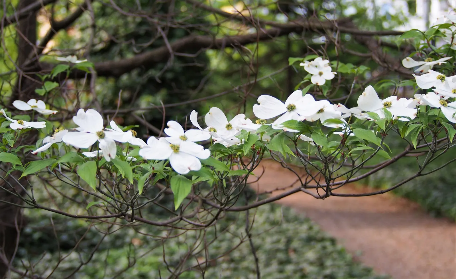 Cherokee Queen Dogwood (Cornus Florida 'Cherokee Queen') — the 'Cherokee Princess' enthralls with its floral display