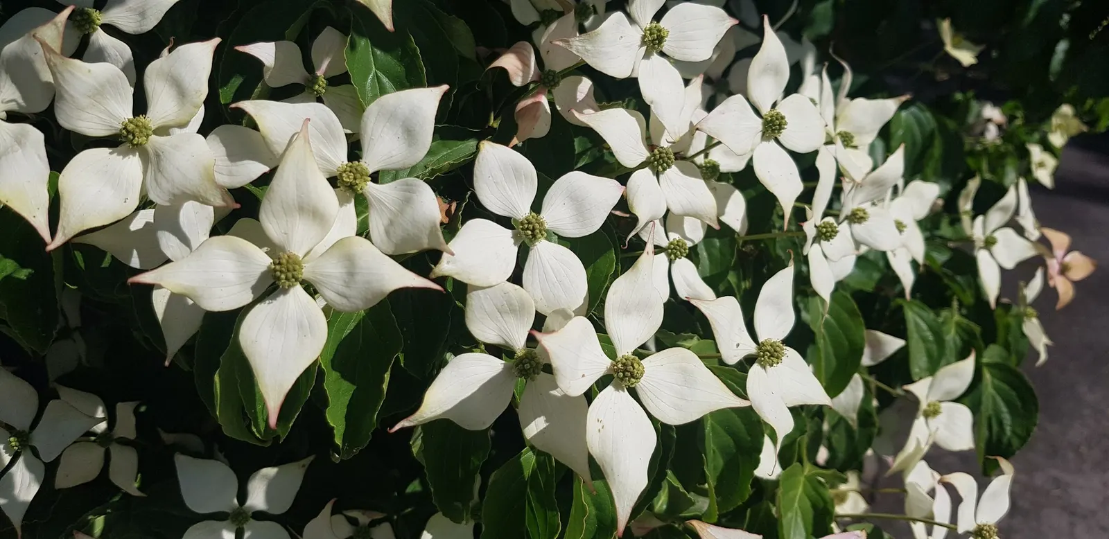 Cherokee Queen Dogwood (Cornus Florida 'Cherokee Queen') — This tree is perfect for enhancing curb appeal or creating natural privacy screens