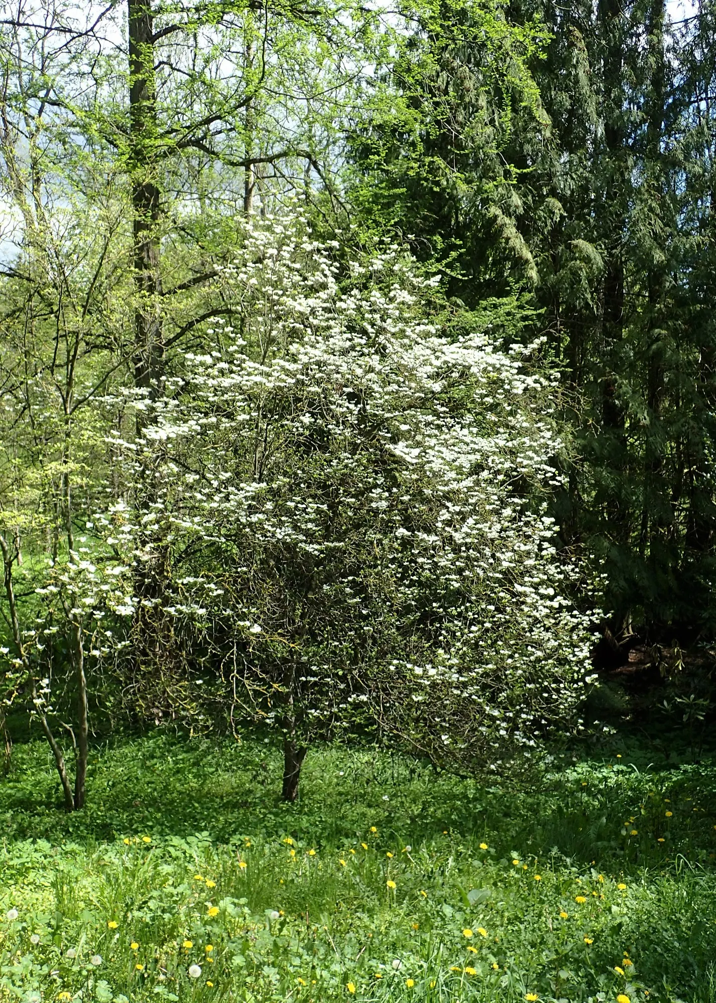 Cherokee Queen Dogwood (Cornus Florida 'Cherokee Queen') — white bracts that bloom in spring; it boasts a tolerance for partial shade but flourishes in full