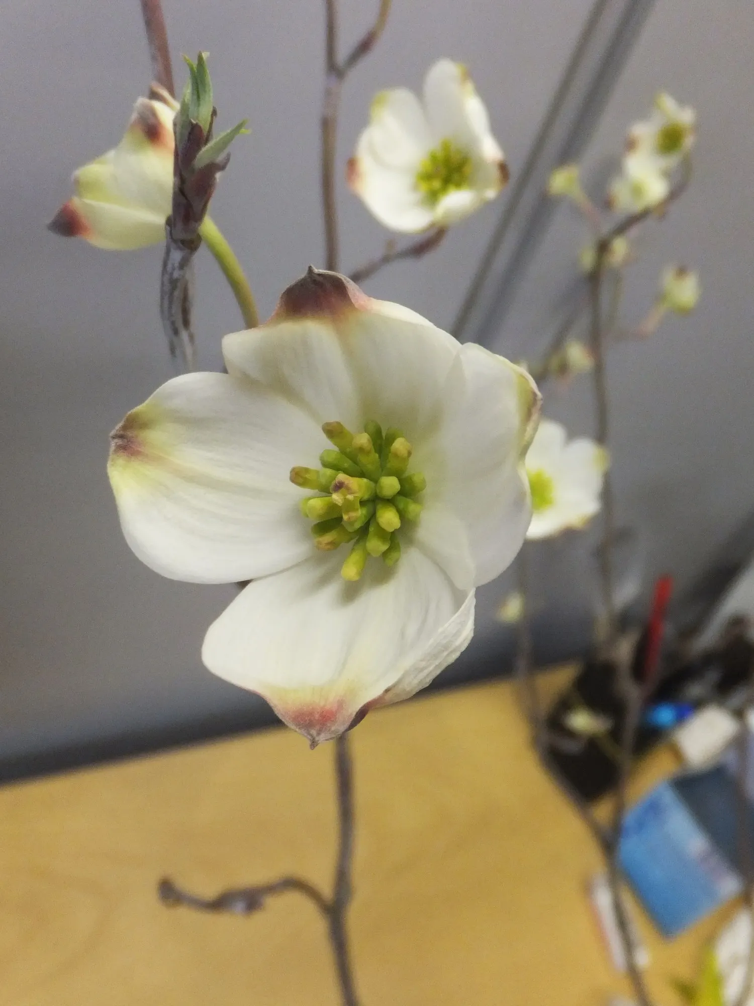 Cherokee Queen Dogwood (Cornus Florida 'Cherokee Queen') — tree with red blooms