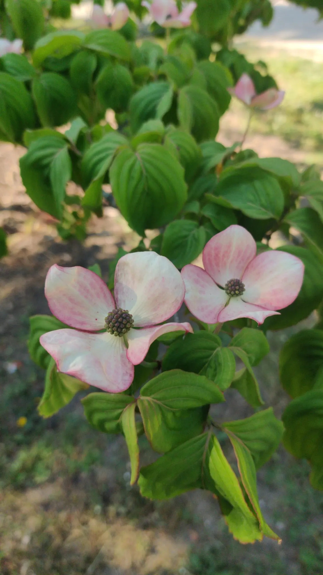 Cherokee Queen Dogwood (Cornus Florida 'Cherokee Queen') — while its red berries attract an array of birds.<br><br>When designing with this species