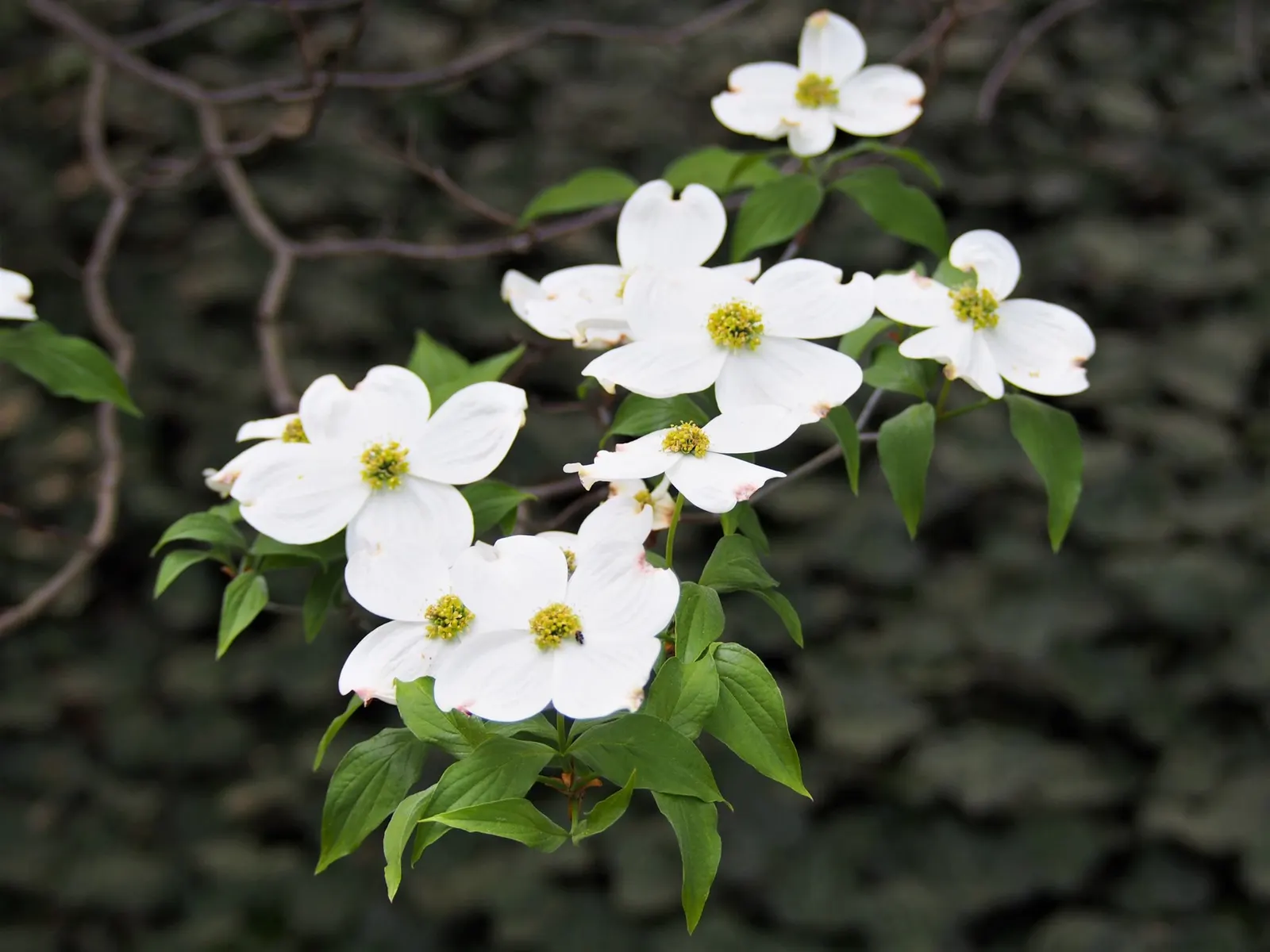 Cherokee Queen Dogwood (Cornus Florida 'Cherokee Queen') — the tree requires moderate watering