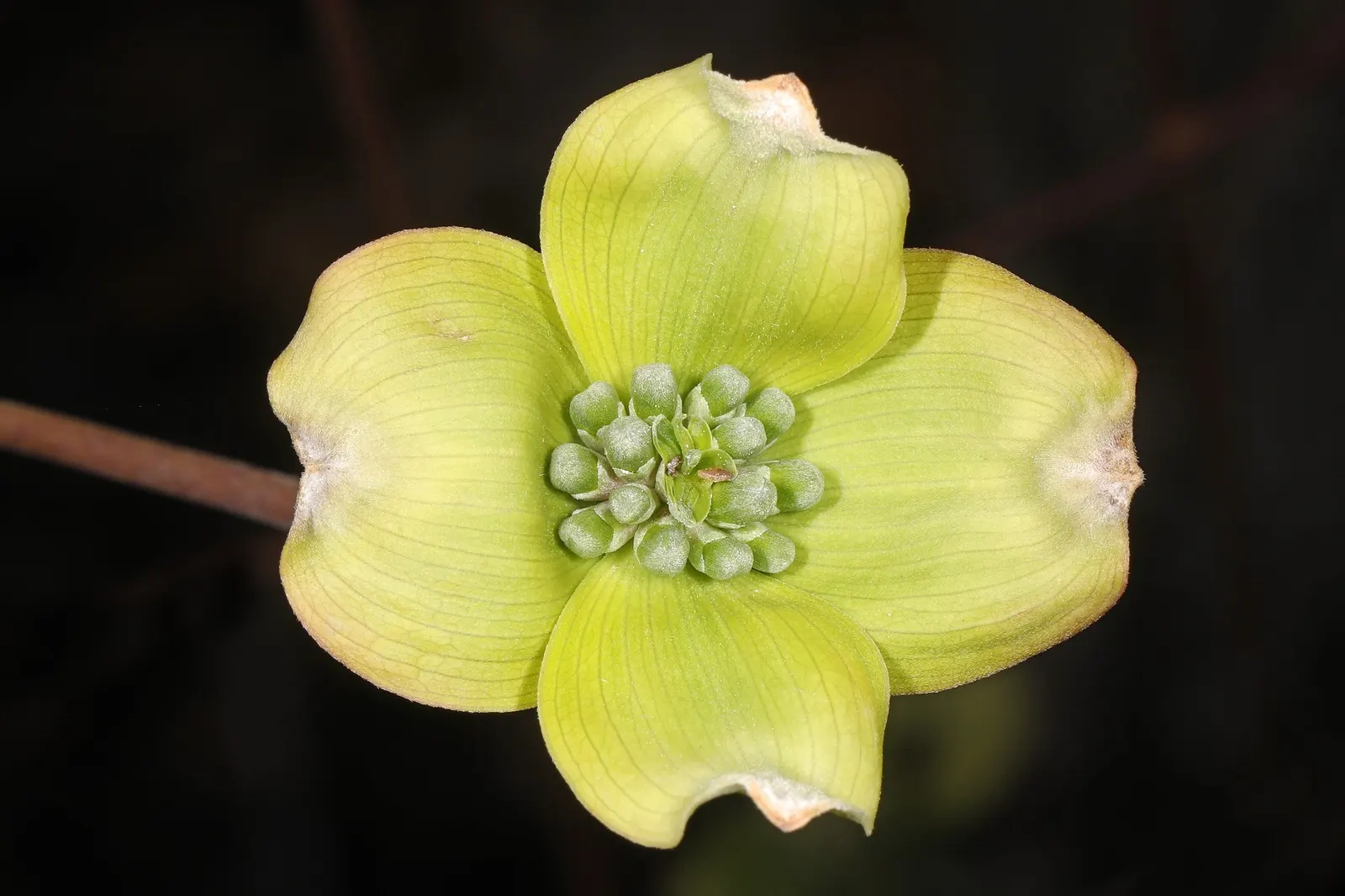 Cherokee Queen Dogwood (Cornus Florida 'Cherokee Queen') — which create a spectacular spring display