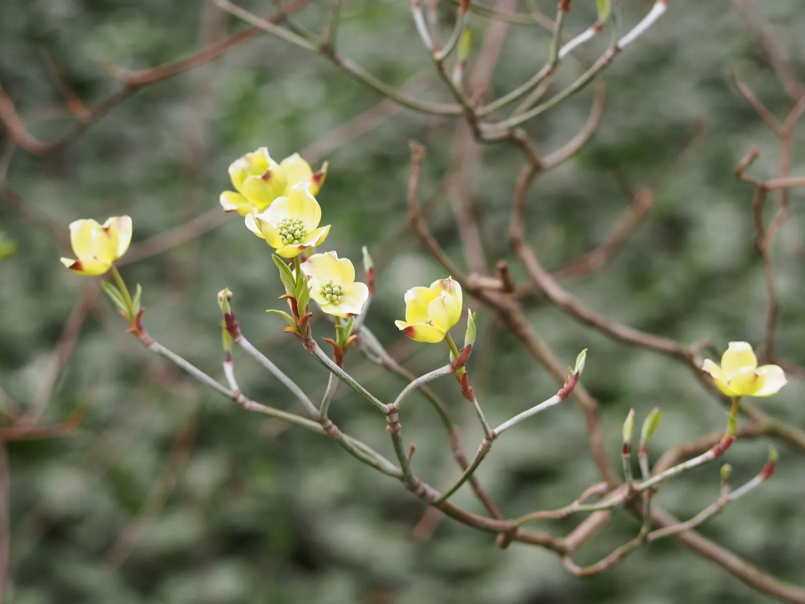 Cherokee Queen Dogwood (Cornus Florida 'Cherokee Queen') — The Dogwood's horizontal branching habit offers winter interest