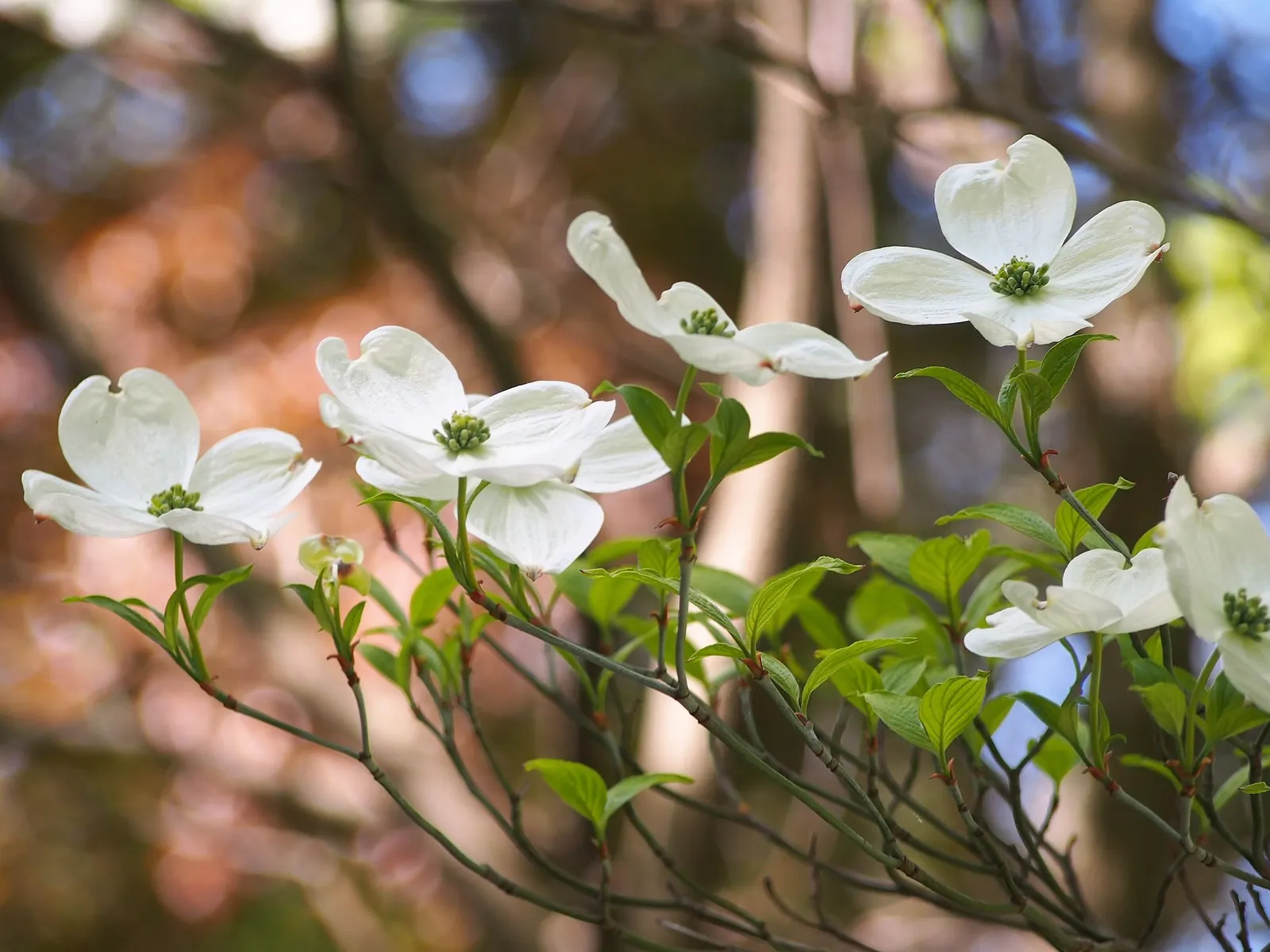 Cherokee Queen Dogwood (Cornus Florida 'Cherokee Queen') — especially during dry periods.<br><br>In spring