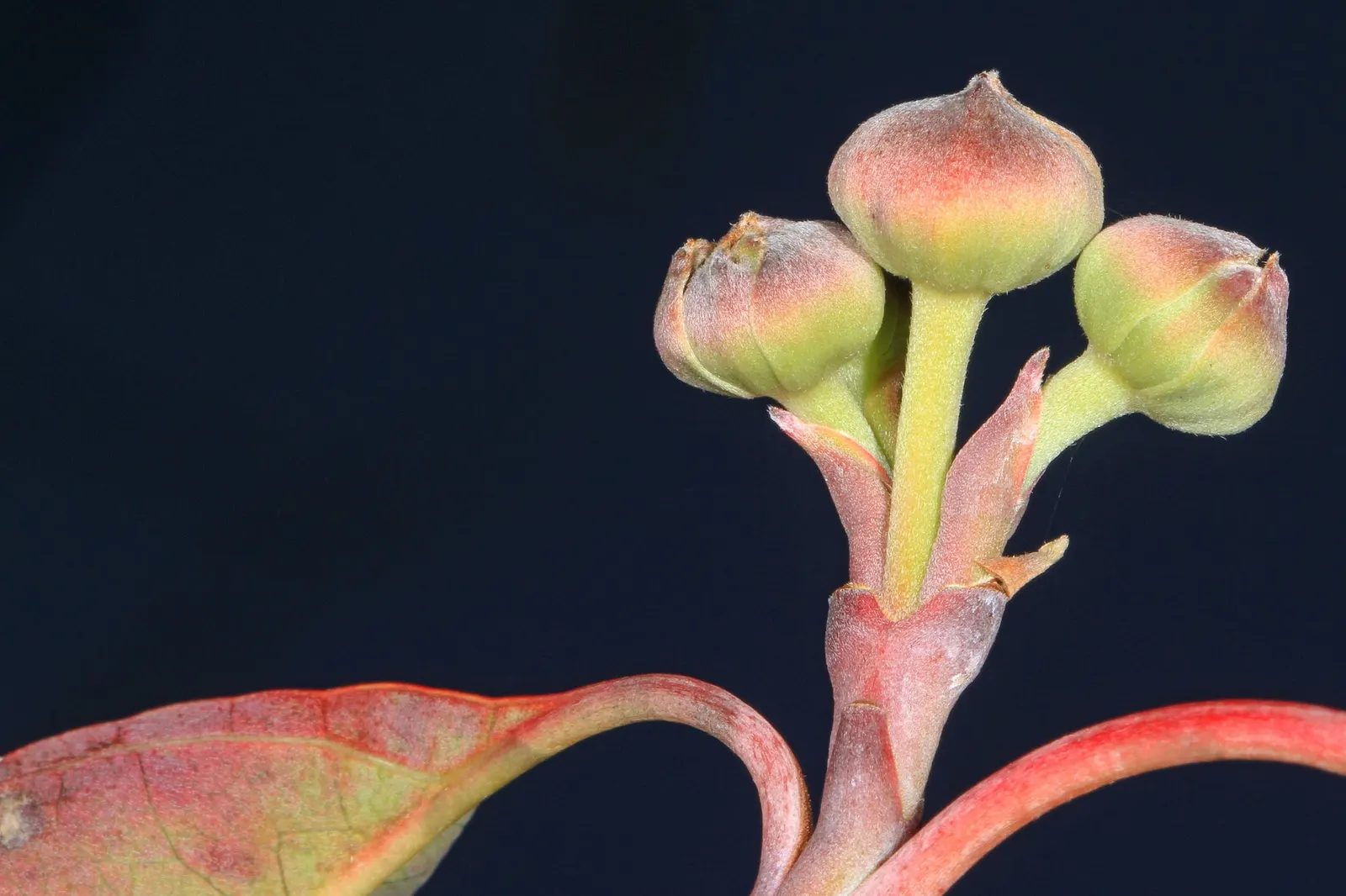 Cherokee Queen Dogwood (Cornus Florida 'Cherokee Queen') — acidic soil rich in organic matter