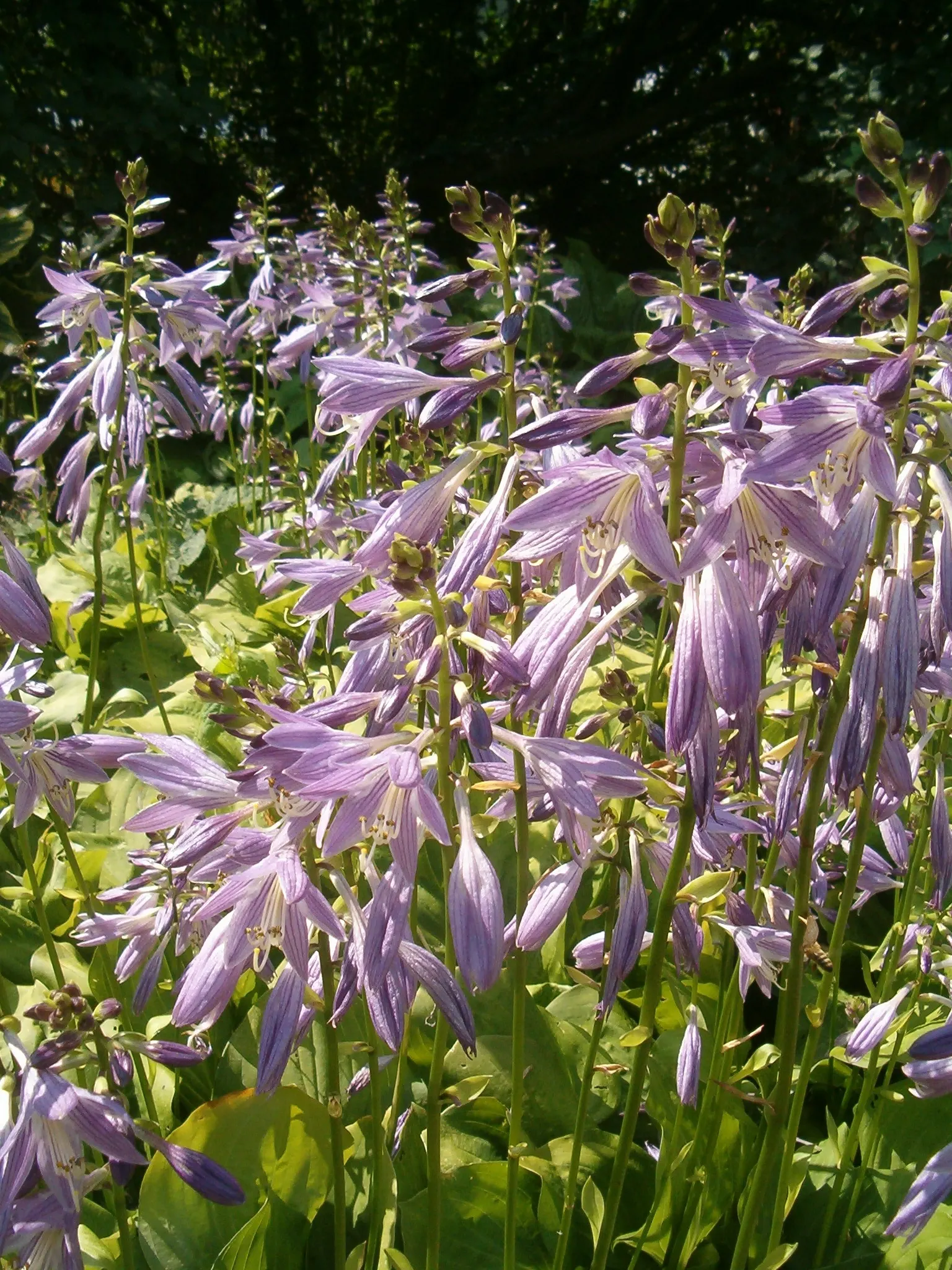Fortunei Aurea Hosta (Hosta Fortunei 'Aurea') — Zone 3-8 hardy, it requires moist, well-drained soil