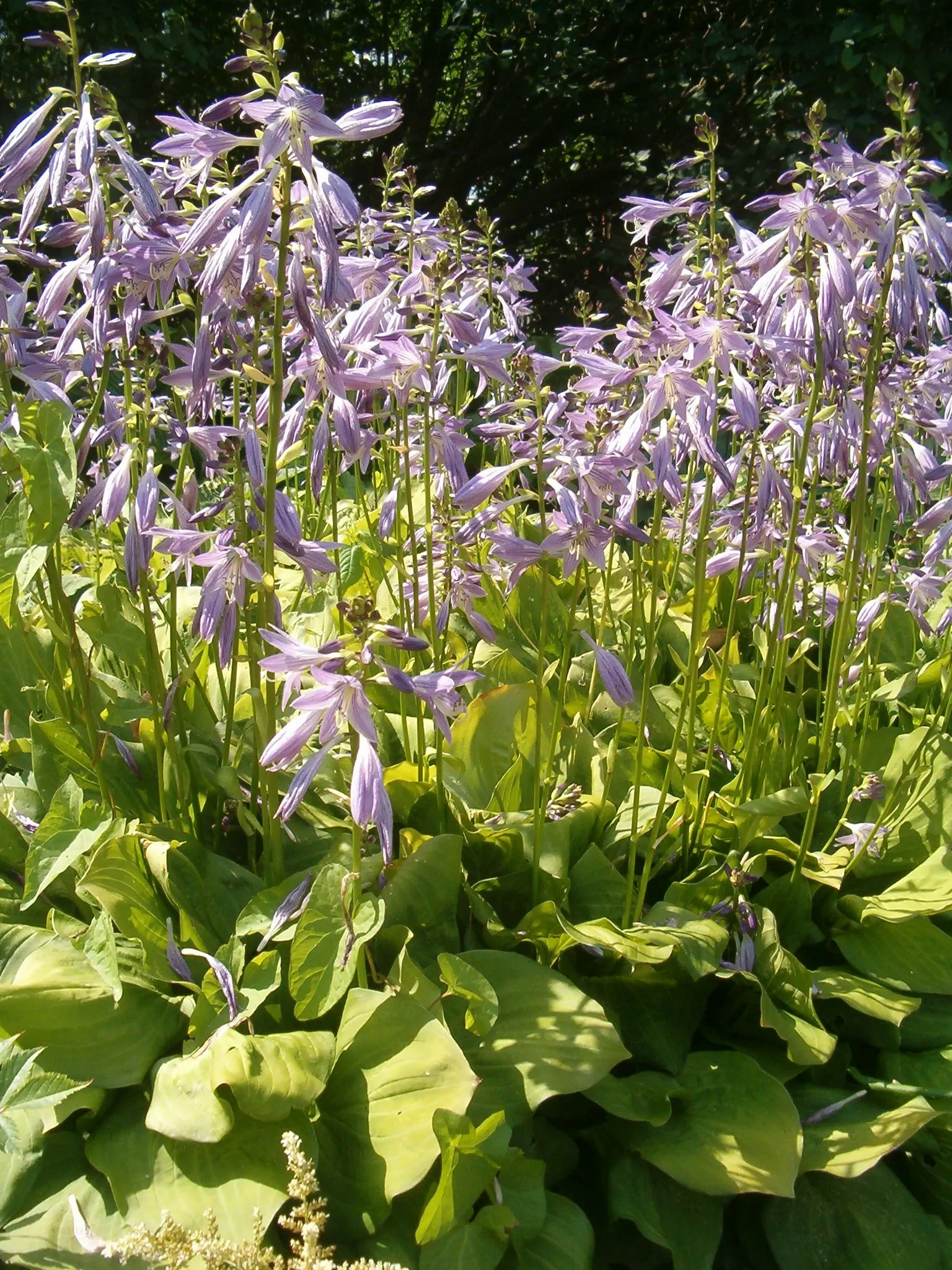 Fortunei Aurea Hosta (Hosta Fortunei 'Aurea') — golden yellow leaves with green margins