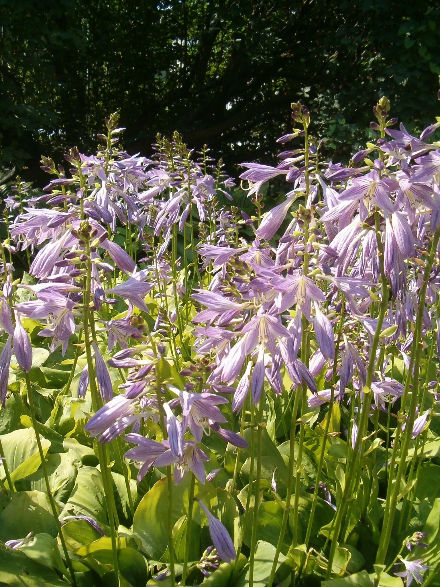 Fortunei Aurea Hosta (Hosta Fortunei 'Aurea') — A striking selection for contrast in shaded landscapes
